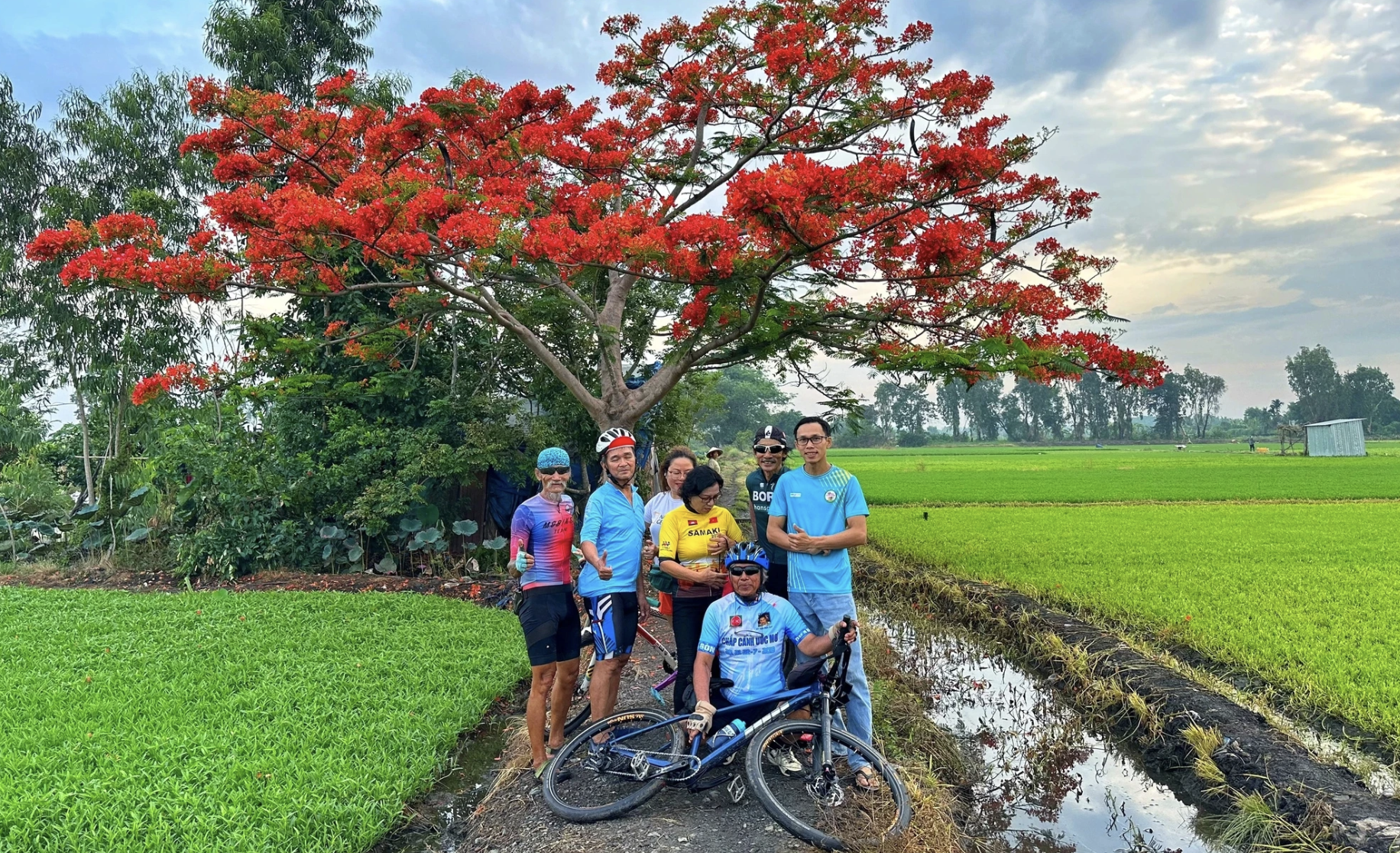 'Cây phượng cô đơn' giữa đồng xanh TP.HCM gây sốt hè năm ngoái: Hiện đang đỏ rực - Ảnh 8.
