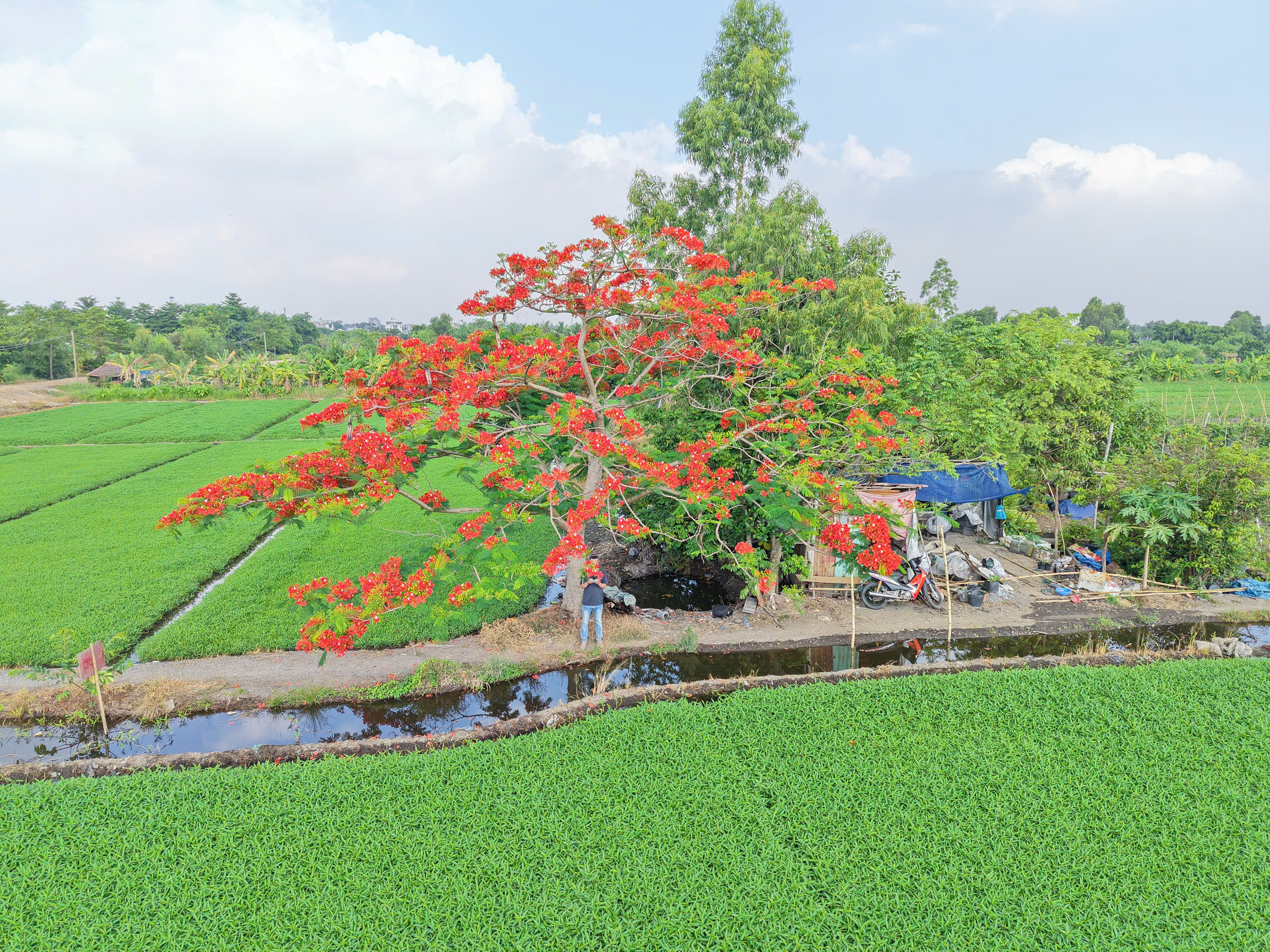'Cây phượng cô đơn' giữa đồng xanh TP.HCM gây sốt hè năm ngoái: Hiện đang đỏ rực - Ảnh 10.