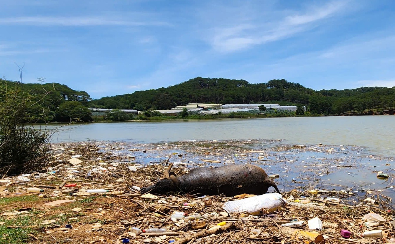 Xác trâu chết và rác thải gây ô nhiễm nguồn nước tại hồ Đankia - Suối Vàng- Ảnh 1. Xác trâu chết và rác thải gây ô nhiễm nguồn nước tại hồ Đankia - Suối Vàng- Ảnh 1.