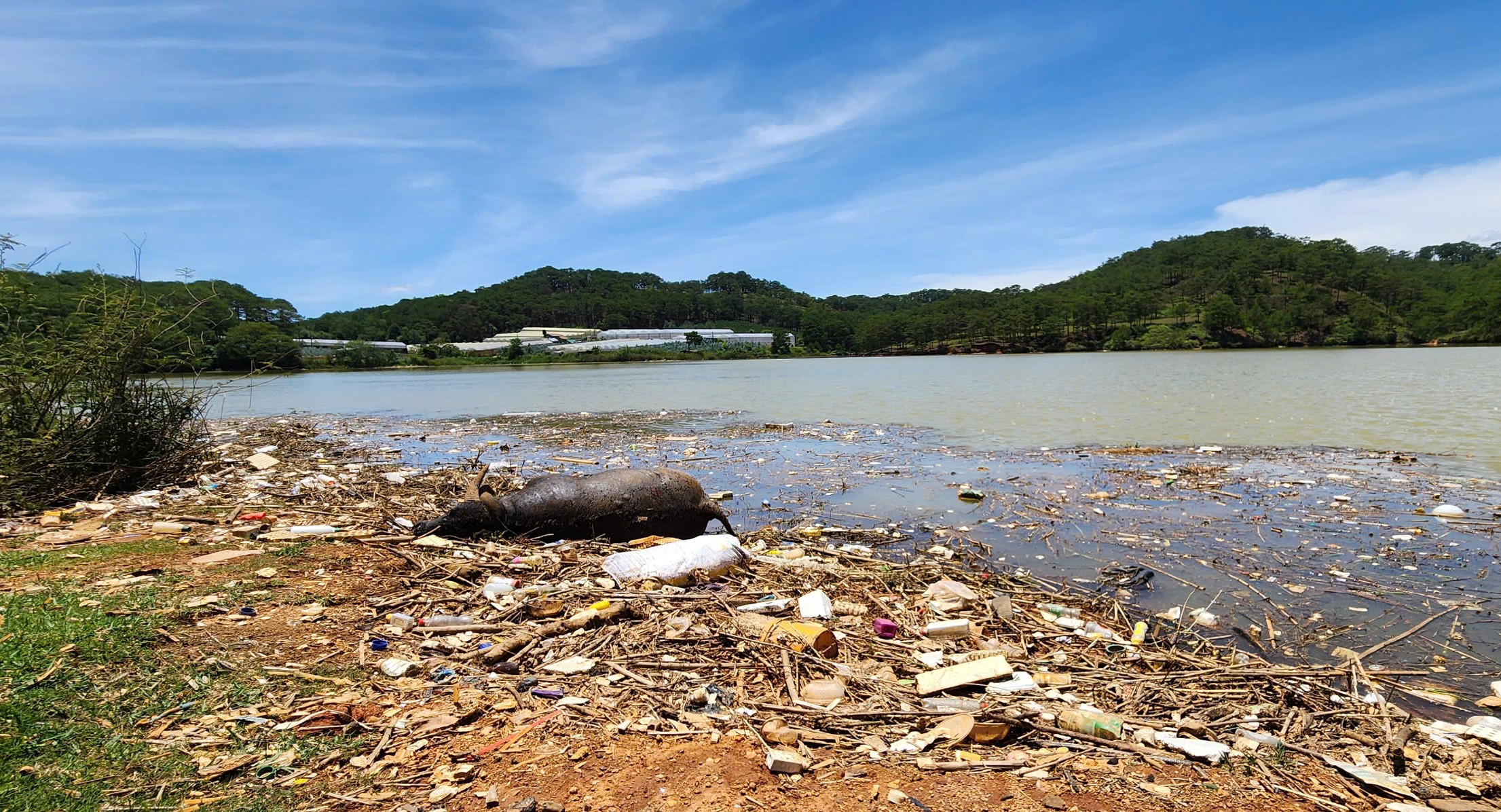 Xác trâu chết và rác thải gây ô nhiễm nguồn nước tại hồ Đankia - Suối Vàng- Ảnh 3. Xác trâu chết và rác thải gây ô nhiễm nguồn nước tại hồ Đankia - Suối Vàng- Ảnh 3.