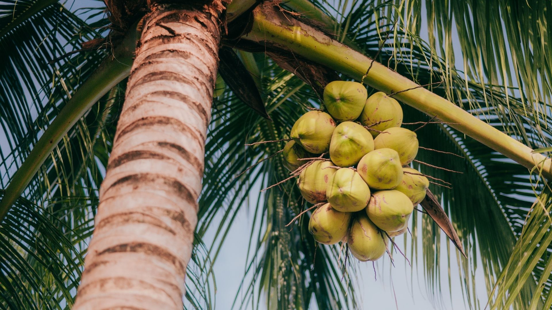 Những người không nên uống nước dừa  - Ảnh 1.