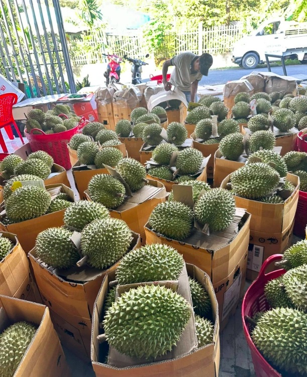 Sầu riêng vẫn loay hoay giải quyết chất vàng O- Ảnh 1. Sầu riêng vẫn loay hoay giải quyết chất vàng O- Ảnh 1.