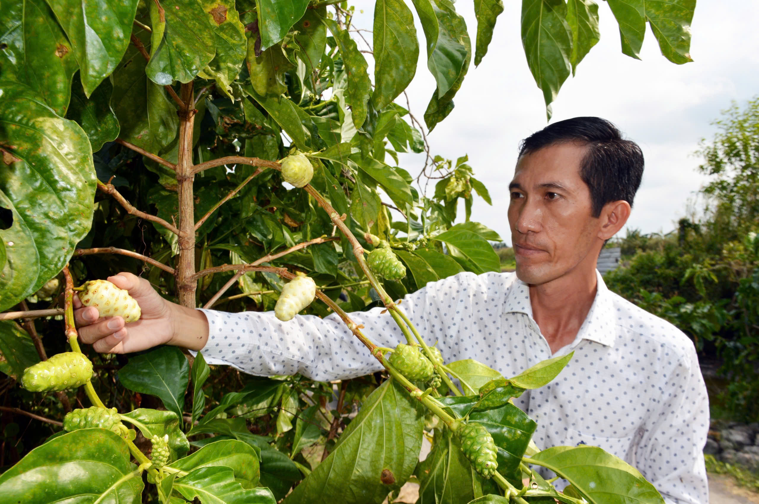 Kỹ sư công nghệ thu lãi hơn 1 tỉ đồng/năm từ… cây nhàu - Ảnh 1.