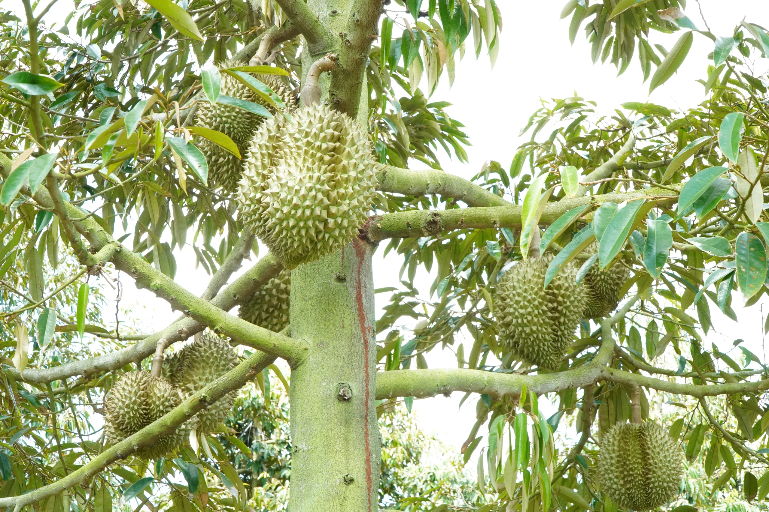 Lão nông miền Tây thành ‘tỉ phú’ nhờ trồng sầu riêng nghịch mùa- Ảnh 2. Lão nông miền Tây thành ‘tỉ phú’ nhờ trồng sầu riêng nghịch mùa- Ảnh 2.