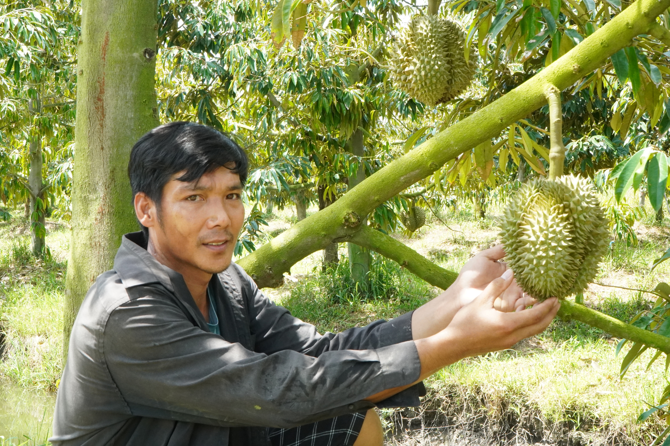 Lão nông miền Tây thành ‘tỉ phú’ nhờ trồng sầu riêng nghịch mùa- Ảnh 3. Lão nông miền Tây thành ‘tỉ phú’ nhờ trồng sầu riêng nghịch mùa- Ảnh 3.