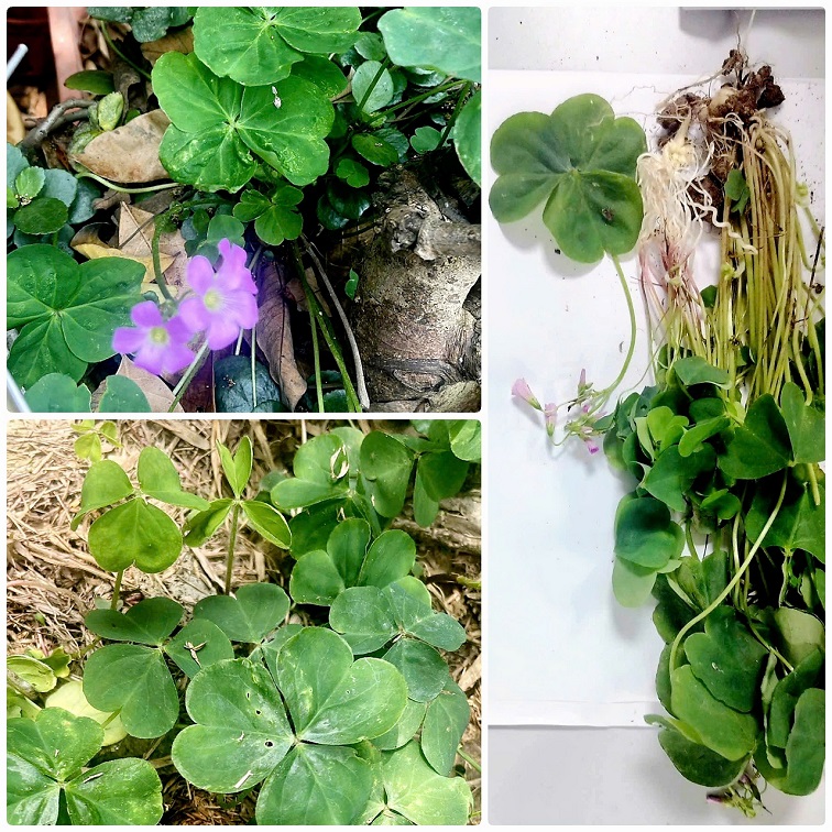 Cảnh báo về a xít gây độc trong cây me đất Cảnh báo về a xít gây độc trong cây me đất - Ảnh 1.