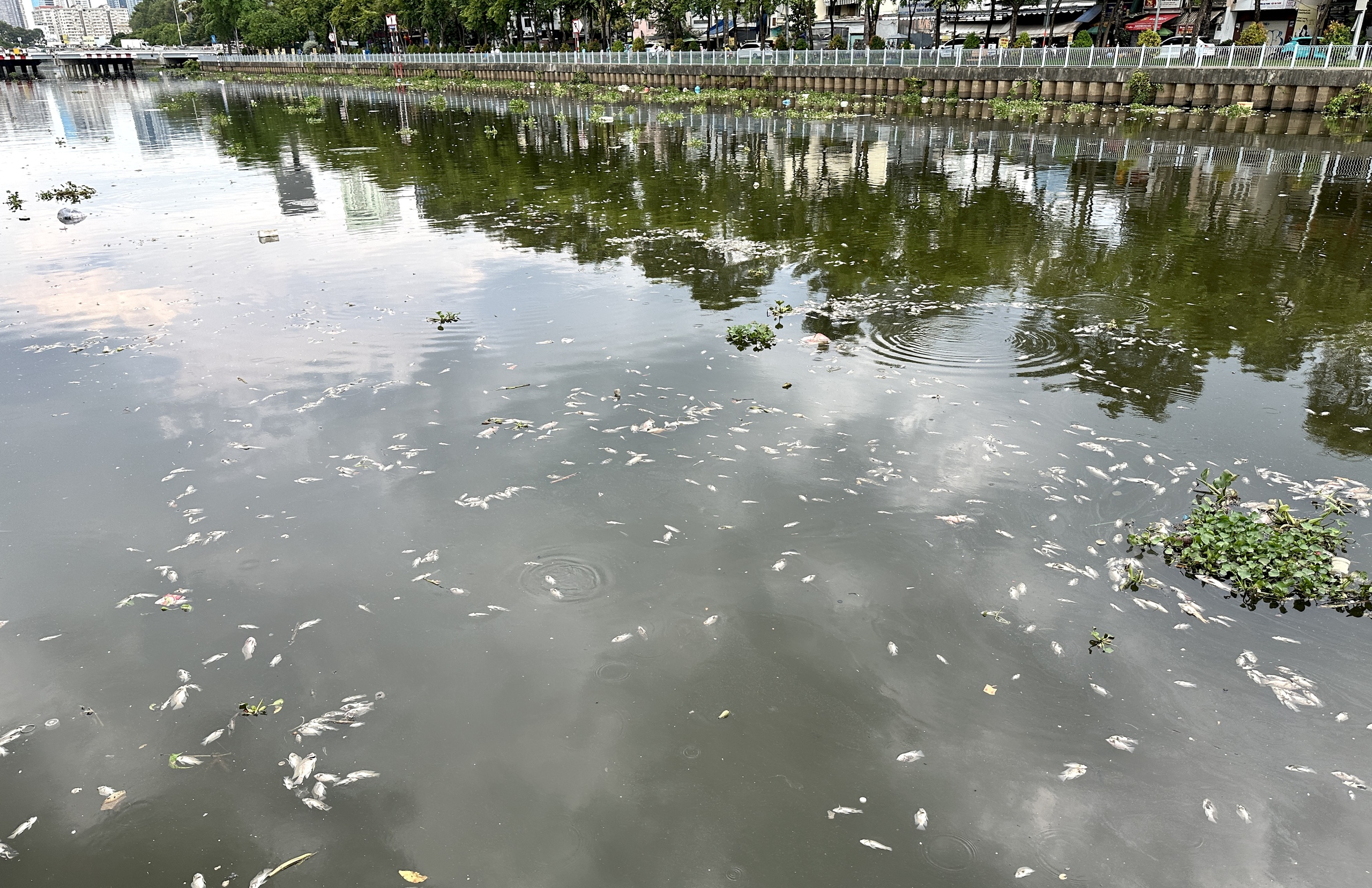 Hàng ngàn con cá chết, nổi trắng cả đoạn kênh Nhiêu Lộc - Thị nghè - Ảnh 5.