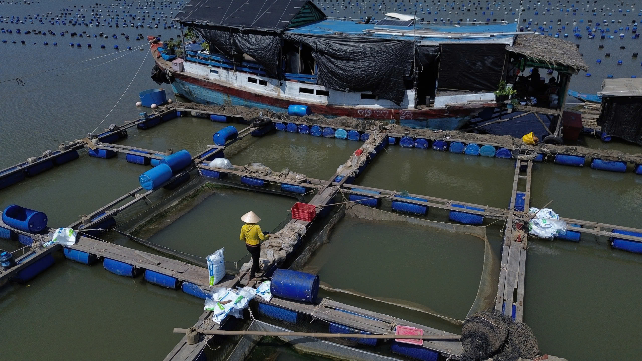 TP.HCM: Thiệt hại thủy sản vụ 2 tàu chở hàng bị tai nạn trên sông Lòng Tàu- Ảnh 6. TP.HCM: Thiệt hại thủy sản vụ 2 tàu chở hàng bị tai nạn trên sông Lòng Tàu- Ảnh 6.