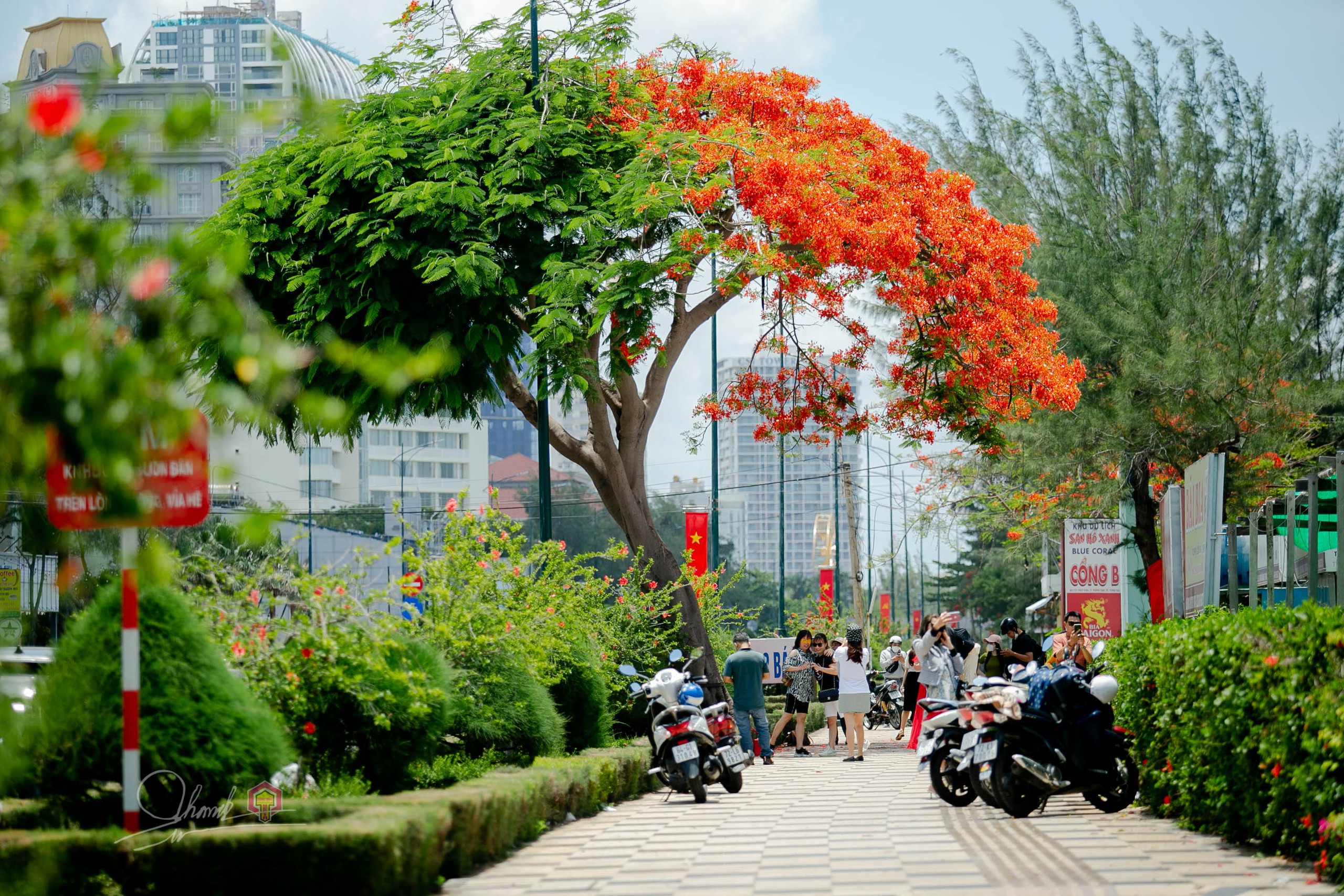 Cây phượng nửa lá nửa hoa độc lạ ở Vũng Tàu khiến du khách ngỡ ngàng hè 2025 - Ảnh 4. Cây phượng nửa lá nửa hoa độc lạ ở Vũng Tàu khiến du khách ngỡ ngàng hè 2025 - Ảnh 4.