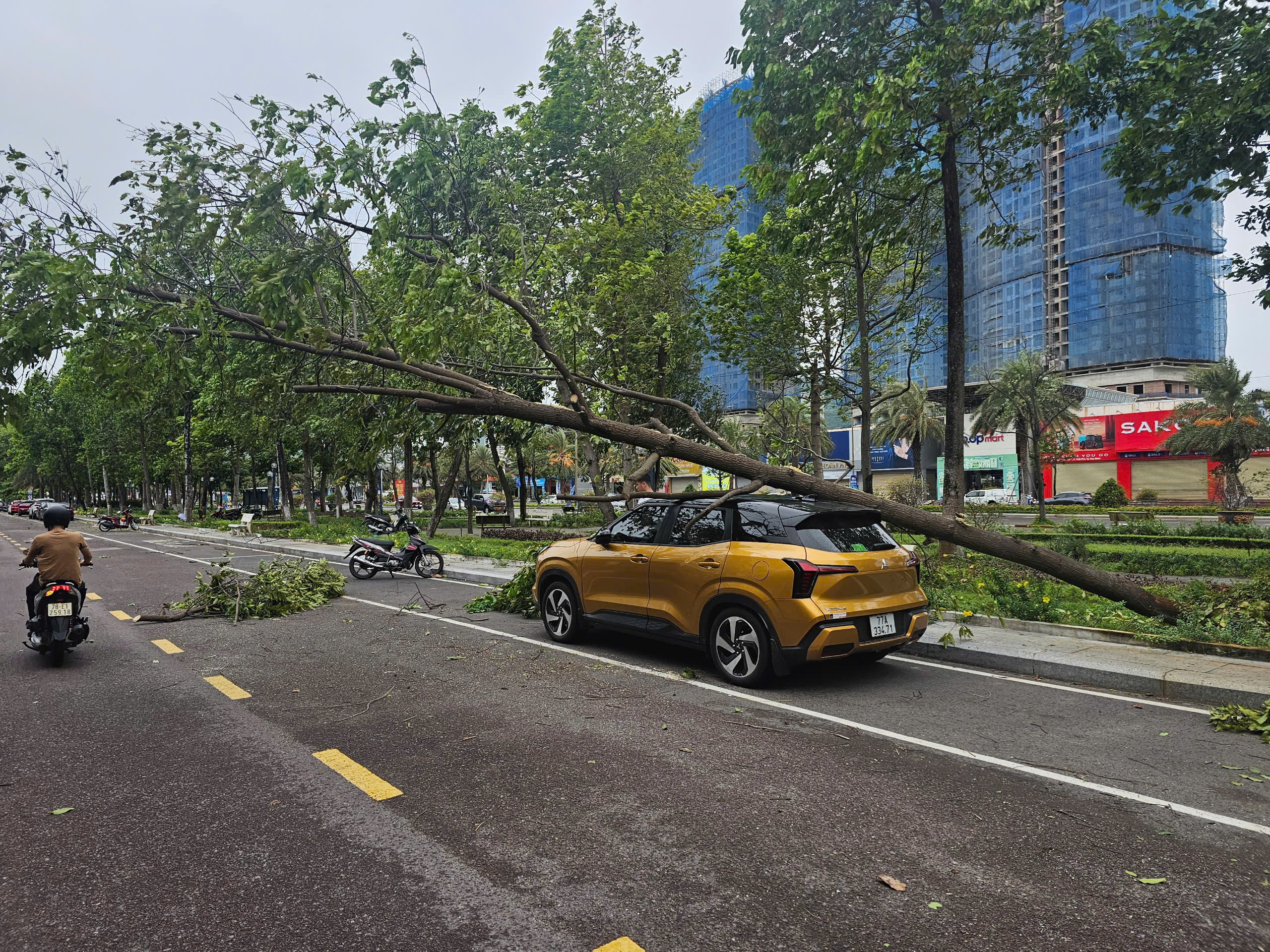 Cây bật gốc đè người giữa phố Quy Nhơn do ảnh hưởng bão số 1 - Ảnh 1. Cây bật gốc đè người giữa phố Quy Nhơn do ảnh hưởng bão số 1 - Ảnh 1.