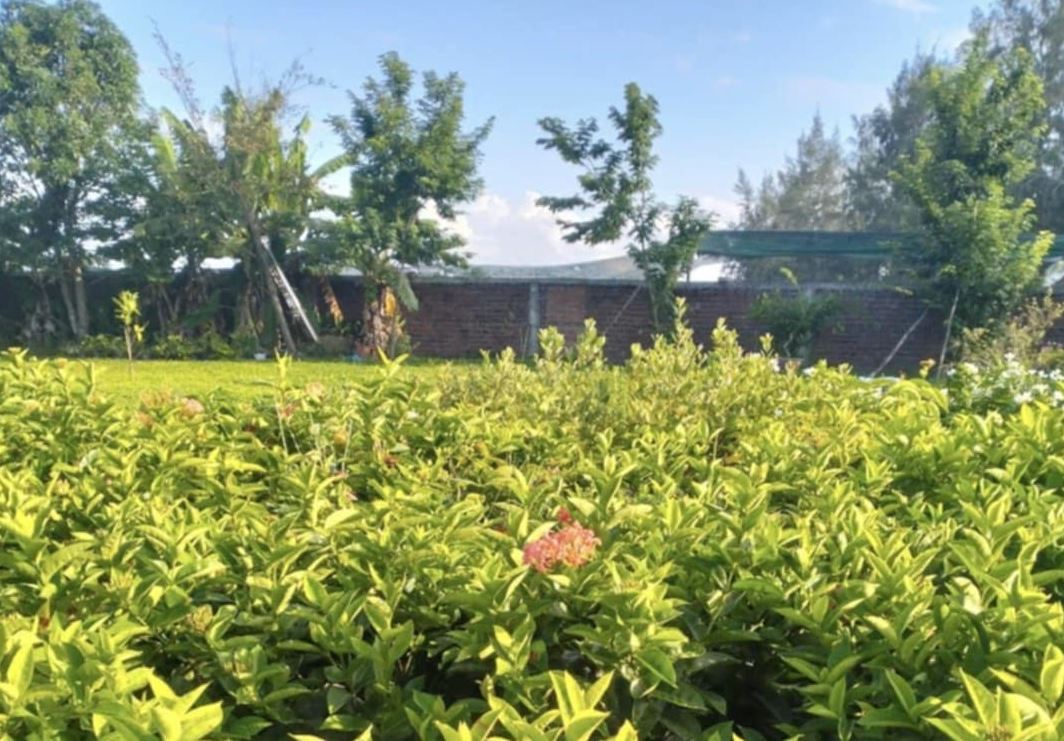 Sống đẹp với niềm đam mê cây cảnh - Ảnh 1.