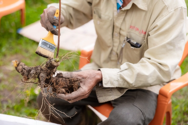 Thai Minh Ginseng „schüttelt VGC die Hand“: Strategie zur Ausweitung der Anbaufläche mithilfe koreanischer Technologie – Foto 3. Sâm Thái Minh ‘bắt tay’ VGC: Chiến lược mở rộng vùng trồng bằng công nghệ Hàn Quốc- Ảnh 3.