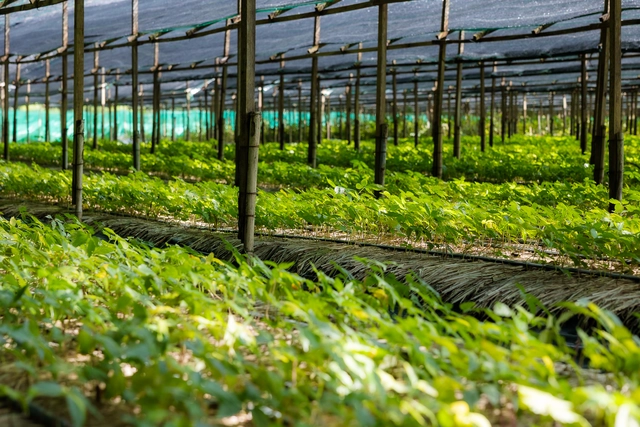 Thai Minh Ginseng gibt VGC die Hand: Strategie zur Ausweitung der Anbaufläche mithilfe koreanischer Technologie – Foto 4. Sâm Thái Minh ‘bắt tay’ VGC: Chiến lược mở rộng vùng trồng bằng công nghệ Hàn Quốc- Ảnh 4.