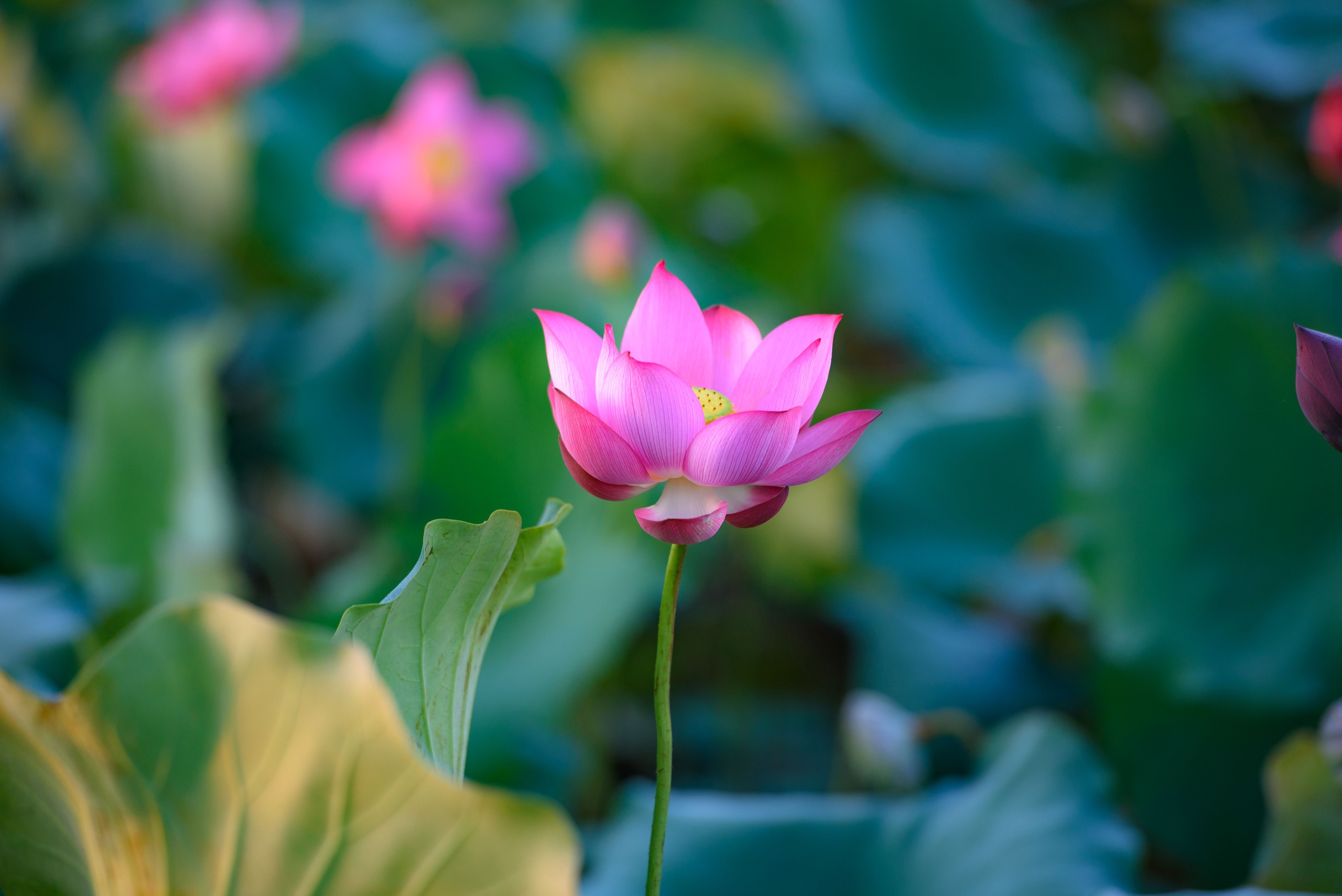 Chiêm ngưỡng cảnh đẹp đầy mê hoặc của đầm sen Trà Lý- Ảnh 10.