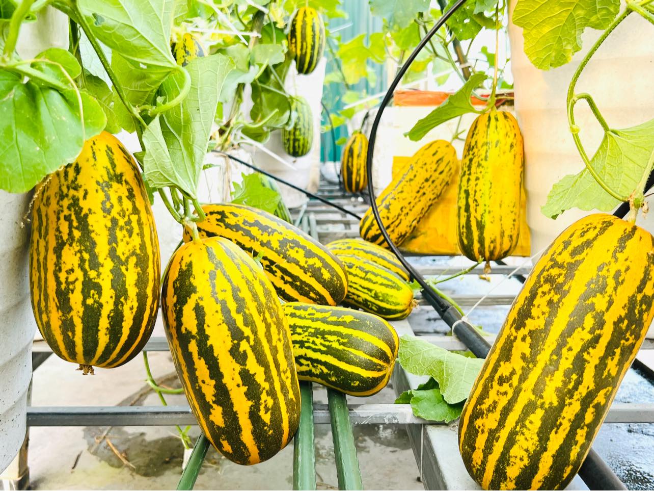 Vườn dưa trên sân thượng của người phụ nữ đẹp mê, quả chín vàng ruộm - Ảnh 1.
