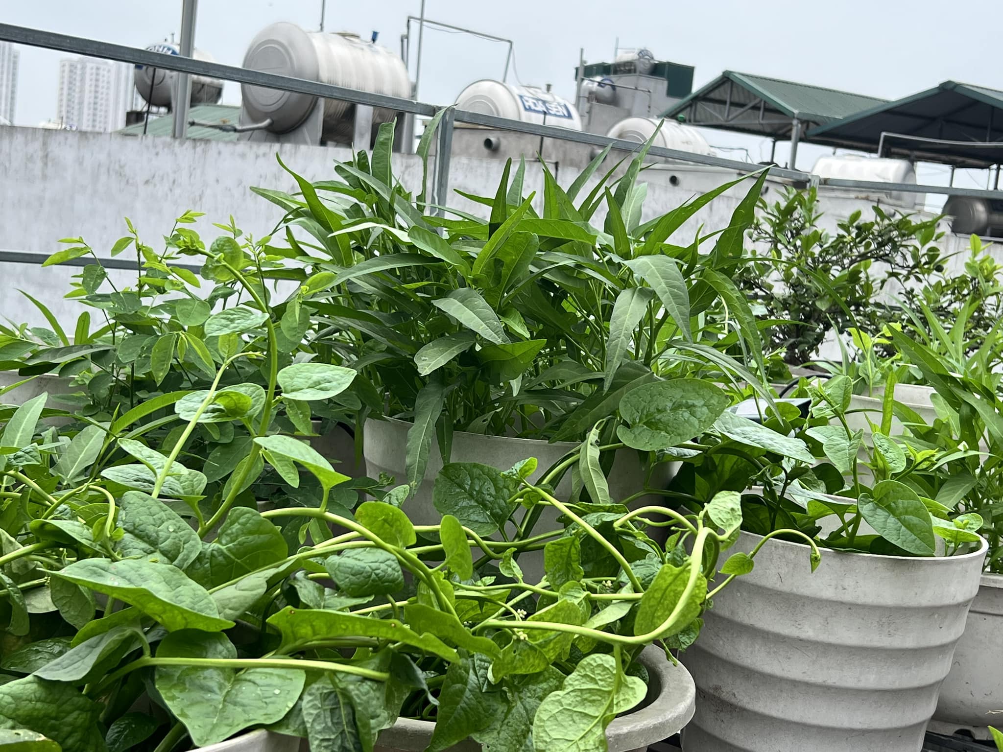 Vườn dưa trên sân thượng của người phụ nữ đẹp mê, quả chín vàng ruộm - Ảnh 8.