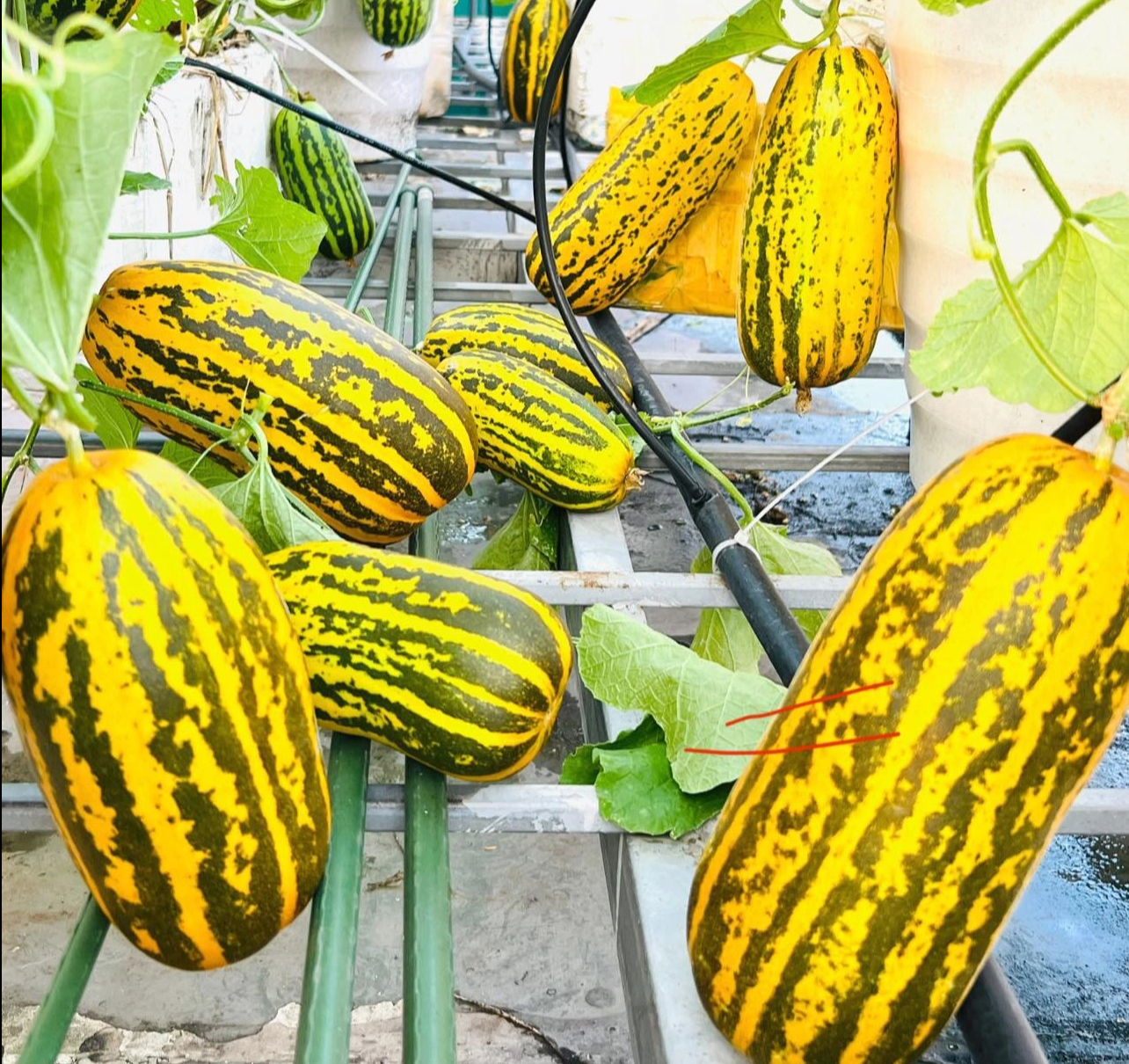 Vườn dưa trên sân thượng của người phụ nữ đẹp mê, quả chín vàng ruộm - Ảnh 3.
