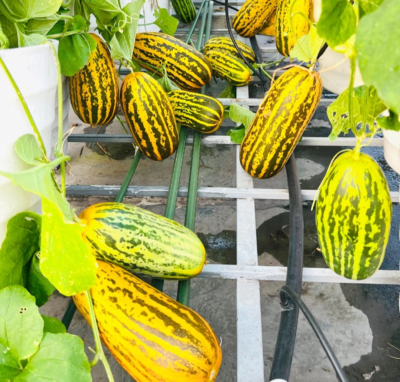 Vườn dưa trên sân thượng của người phụ nữ đẹp mê, quả chín vàng ruộm - Ảnh 4.