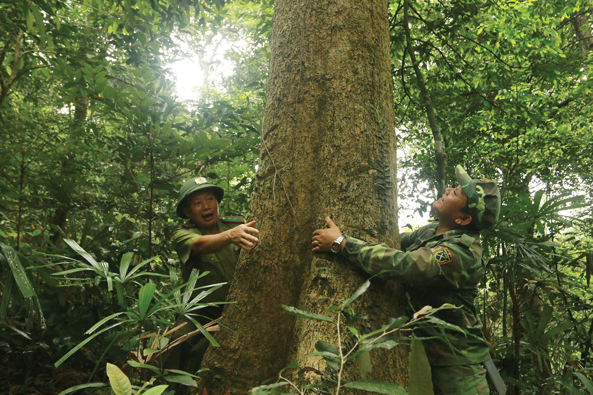 Rừng Quảng Bình: Báu vật thiên nhiên và công lao những người bảo vệ, phát triển rừng - Ảnh 1.