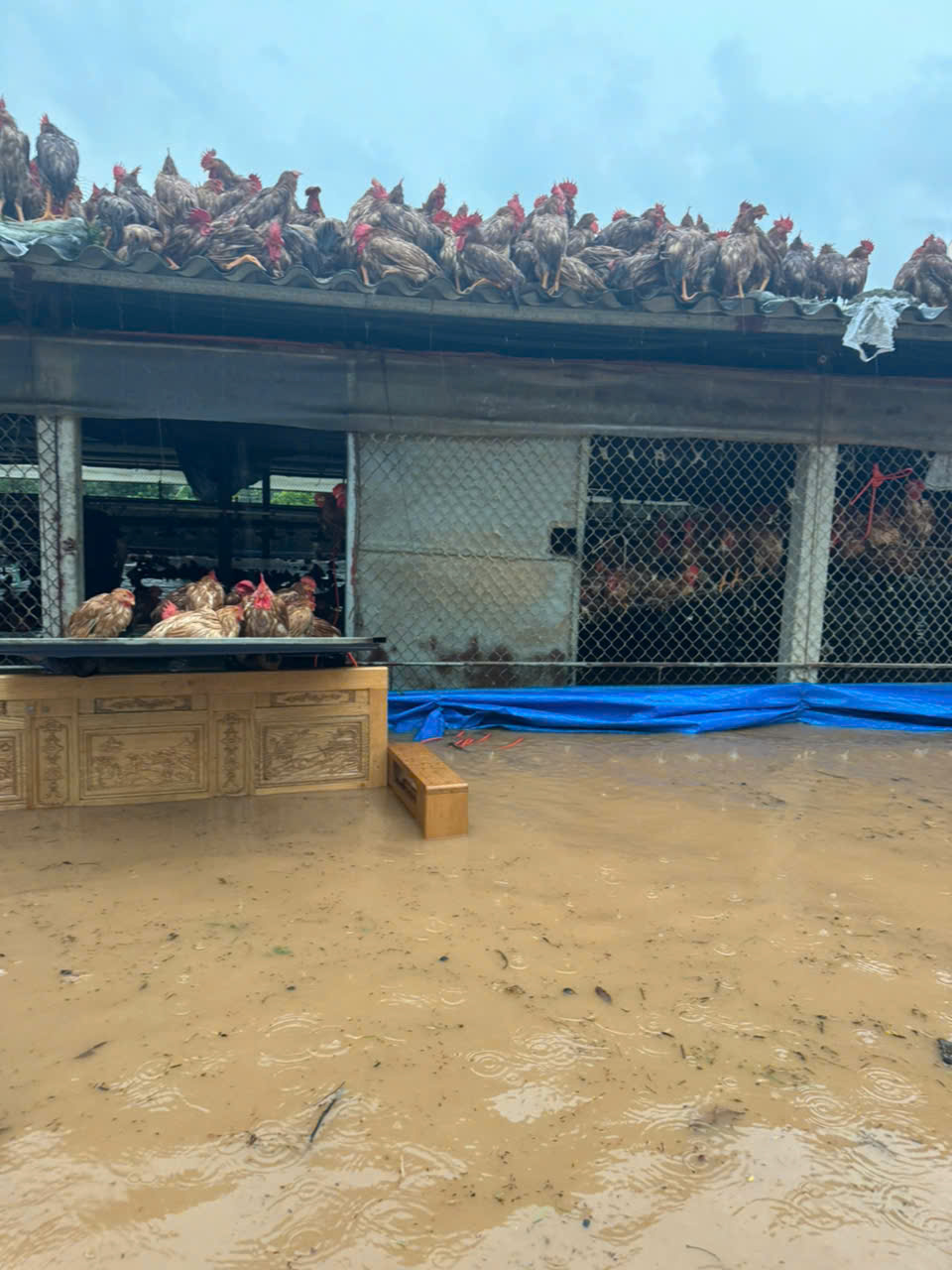 Thái Nguyên: 19 phường, xã ngập lụt sau mưa lớn, hơn 100 hộ phải sơ tán- Ảnh 3. Thái Nguyên: 19 phường, xã ngập lụt sau mưa lớn, hơn 100 hộ phải sơ tán- Ảnh 3.