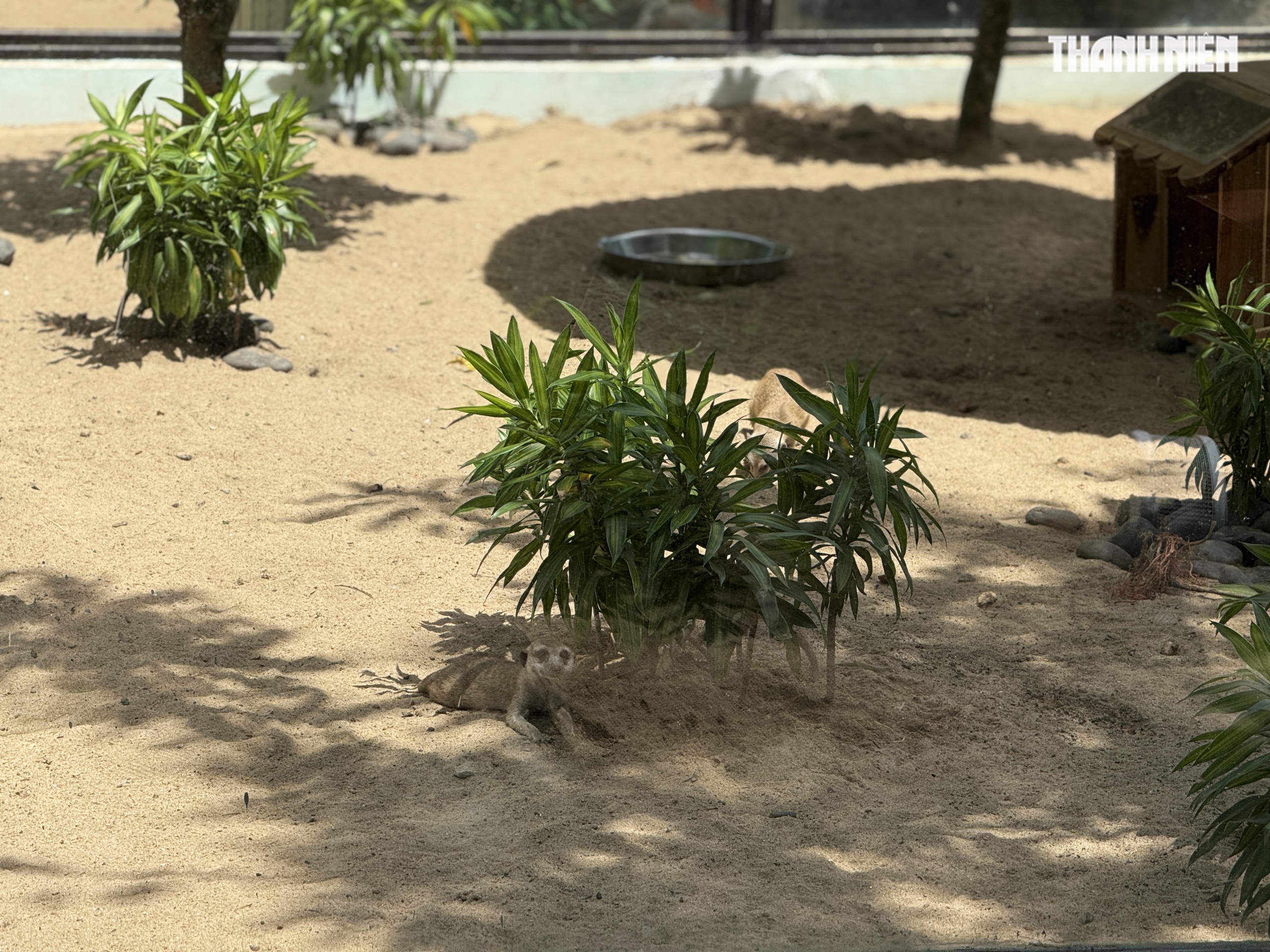 Vườn thú mới toanh ngay trung tâm TP.HCM: Capybara, cầy Meerkat... bé nào cũng mê - Ảnh 6. Vườn thú mới toanh ngay trung tâm TP.HCM: Capybara, cầy Meerkat... bé nào cũng mê - Ảnh 6.