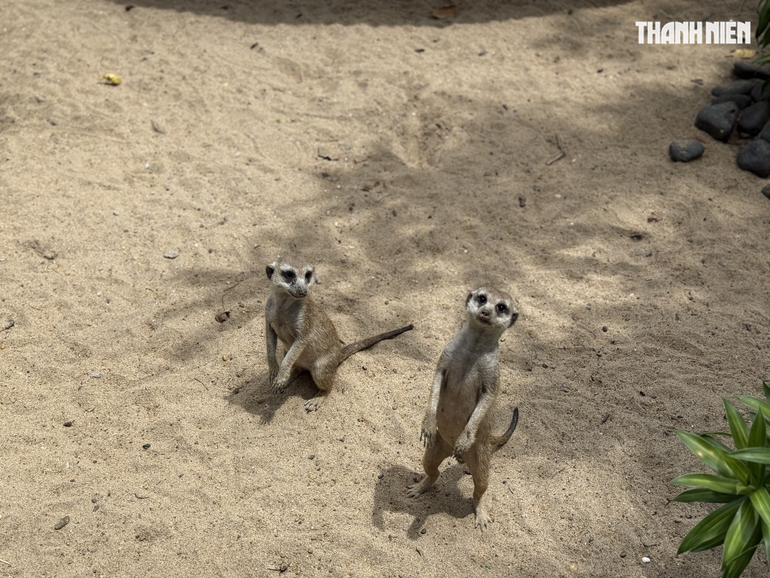 Vườn thú mới toanh ngay trung tâm TP.HCM: Capybara, cầy Meerkat... bé nào cũng mê - Ảnh 5. Vườn thú mới toanh ngay trung tâm TP.HCM: Capybara, cầy Meerkat... bé nào cũng mê - Ảnh 5.