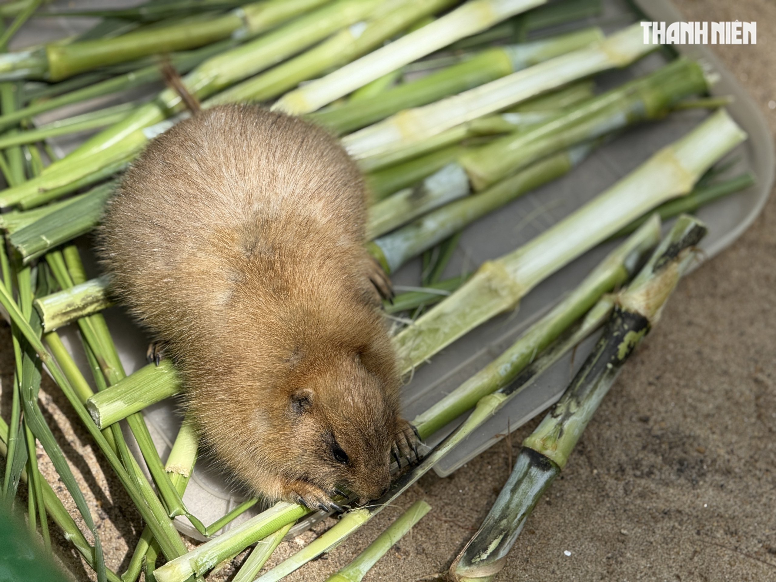 Vườn thú mới toanh ngay trung tâm TP.HCM: Capybara, cầy Meerkat... bé nào cũng mê - Ảnh 8. Vườn thú mới toanh ngay trung tâm TP.HCM: Capybara, cầy Meerkat... bé nào cũng mê - Ảnh 8.