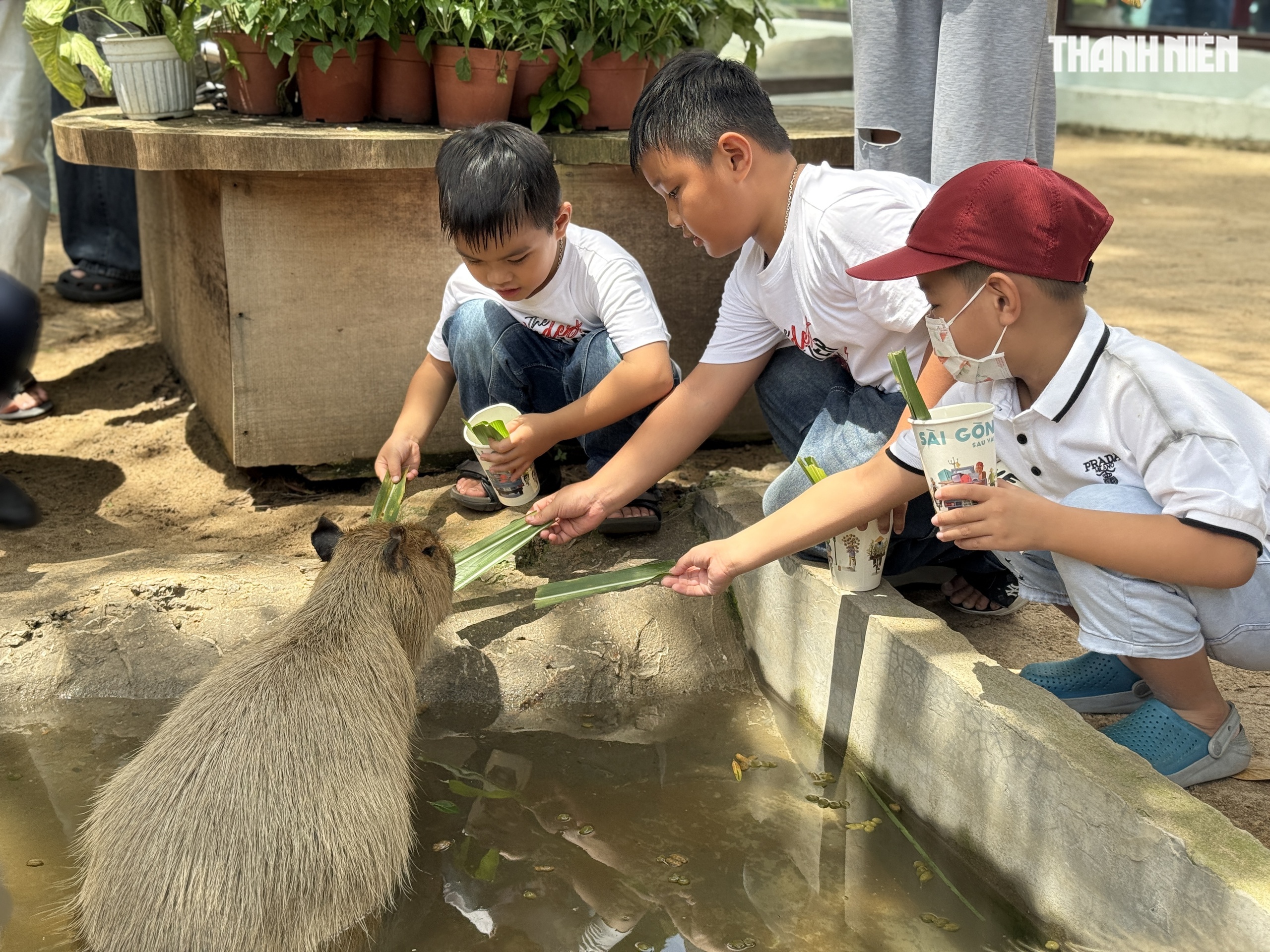 Vườn thú mới toanh ngay trung tâm TP.HCM: Capybara, cầy Meerkat... bé nào cũng mê - Ảnh 4. Vườn thú mới toanh ngay trung tâm TP.HCM: Capybara, cầy Meerkat... bé nào cũng mê - Ảnh 4.