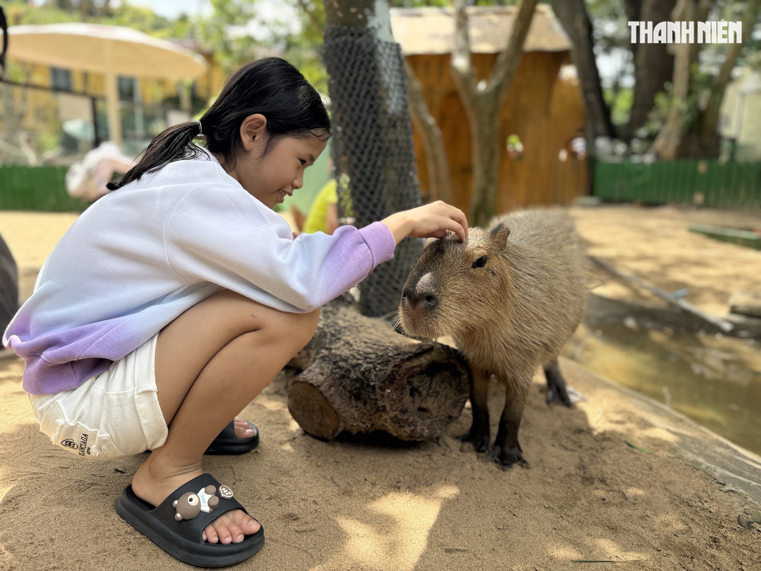 Vườn thú mới toanh ngay trung tâm TP.HCM: Capybara, cầy Meerkat... bé nào cũng mê - Ảnh 3. Vườn thú mới toanh ngay trung tâm TP.HCM: Capybara, cầy Meerkat... bé nào cũng mê - Ảnh 3.