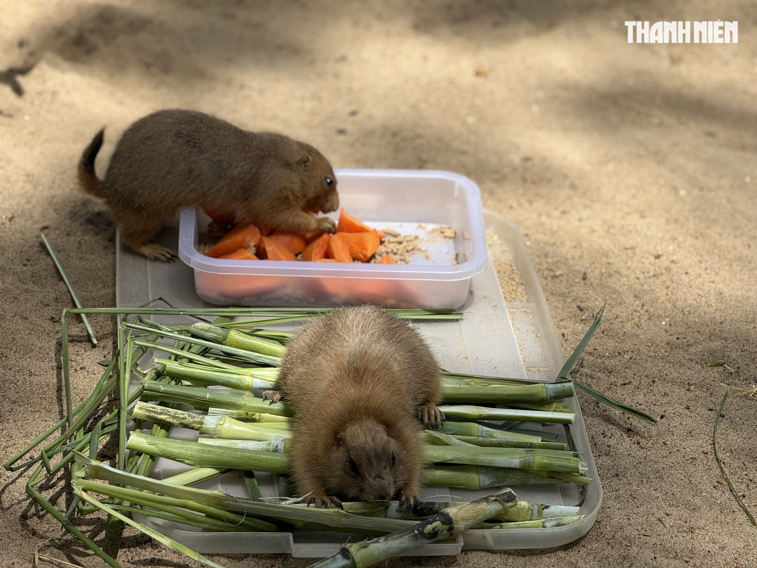 Vườn thú mới toanh ngay trung tâm TP.HCM: Capybara, cầy Meerkat... bé nào cũng mê - Ảnh 7. Vườn thú mới toanh ngay trung tâm TP.HCM: Capybara, cầy Meerkat... bé nào cũng mê - Ảnh 7.