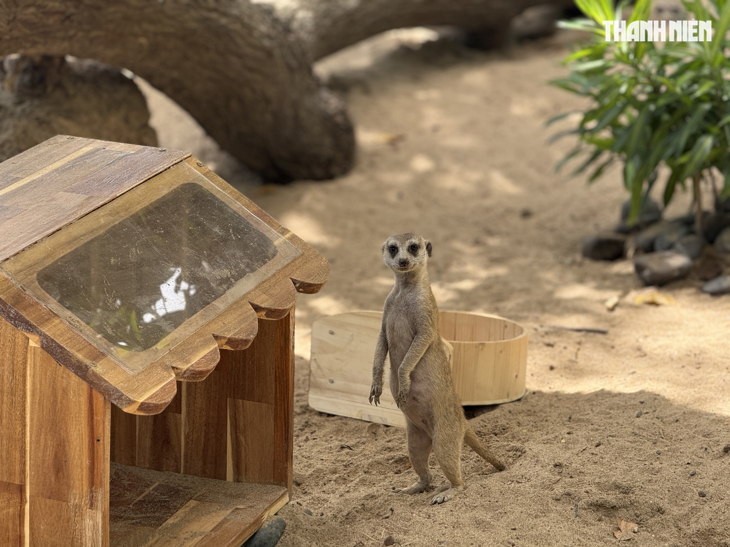 Vườn thú mới toanh ngay trung tâm TP.HCM: Capybara, cầy Meerkat... bé nào cũng mê - Ảnh 10. Vườn thú mới toanh ngay trung tâm TP.HCM: Capybara, cầy Meerkat... bé nào cũng mê - Ảnh 10.