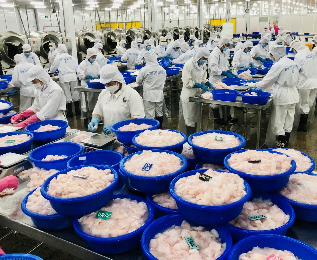 Mỹ áp thuế 0% với nhiều doanh nghiệp xuất khẩu cá tra Việt Nam- Ảnh 1. Mỹ áp thuế 0% với nhiều doanh nghiệp xuất khẩu cá tra Việt Nam- Ảnh 1.
