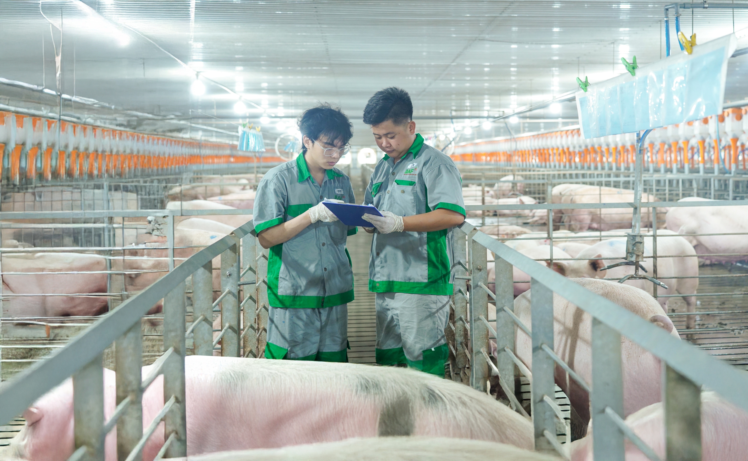 Thương hiệu 'heo ăn chay' duy nhất tại Việt Nam thí điểm mô hình nuôi heo nhóm- Ảnh 1. Thương hiệu 'heo ăn chay' duy nhất tại Việt Nam thí điểm mô hình nuôi heo nhóm- Ảnh 1.