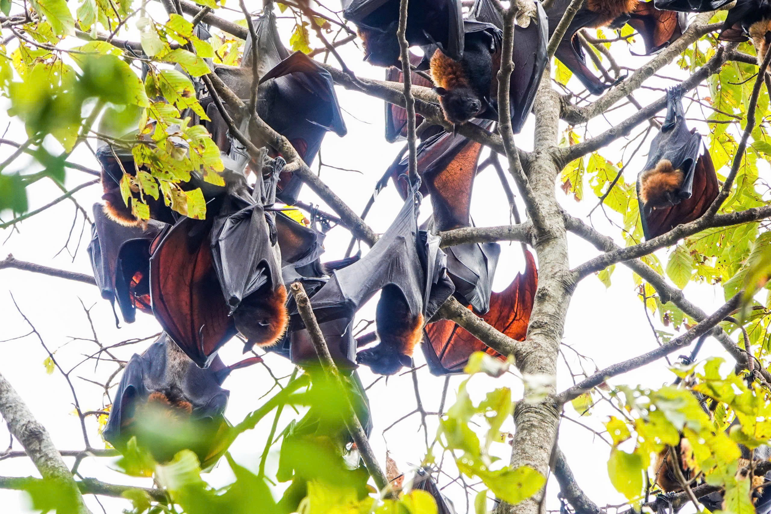 - Zdjęcie 2.  - Ảnh 2.