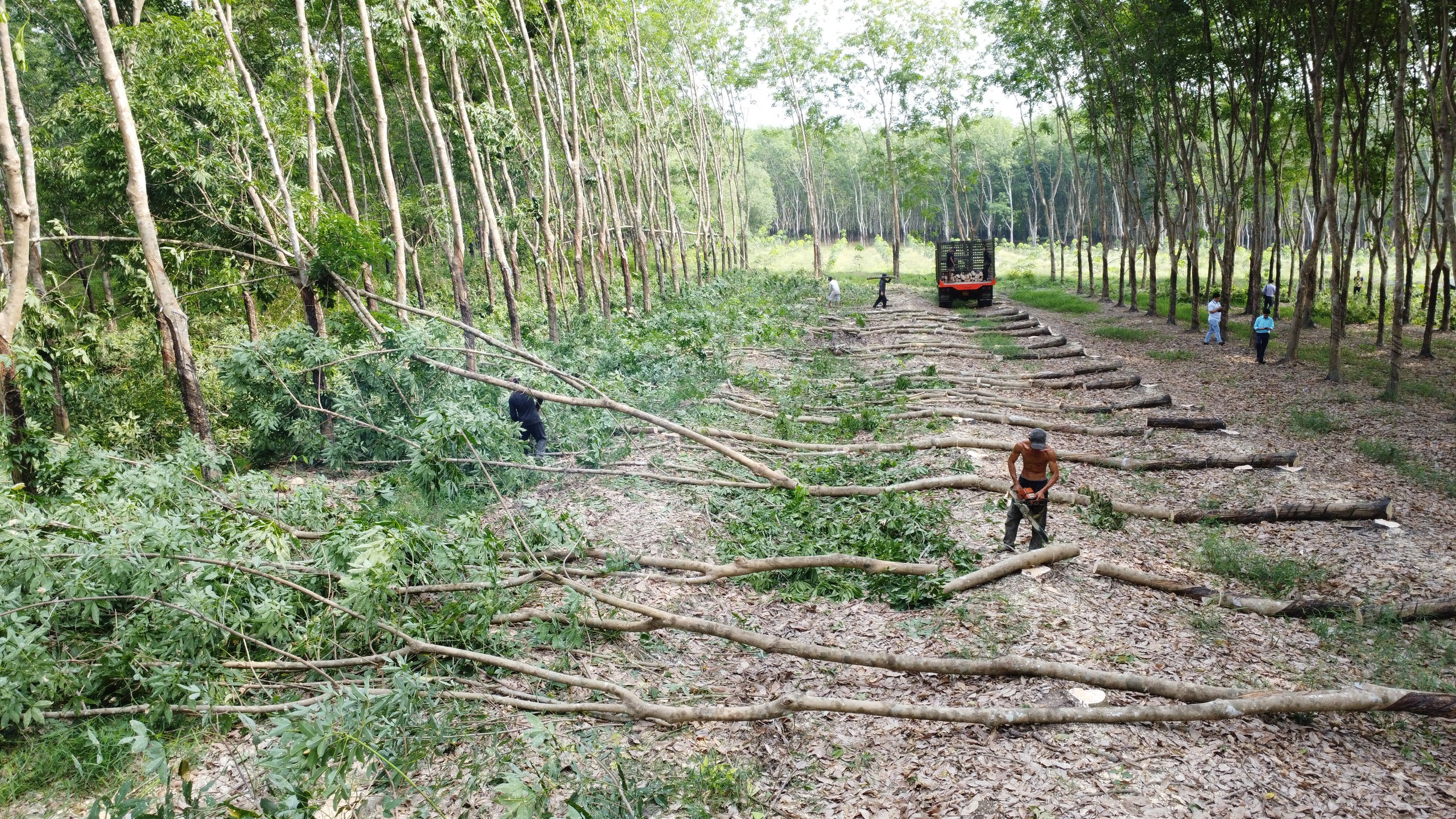 UBND tỉnh Bình Phước 'bác' toàn bộ kiến nghị của Tập đoàn Sơn Hải- Ảnh 4.
