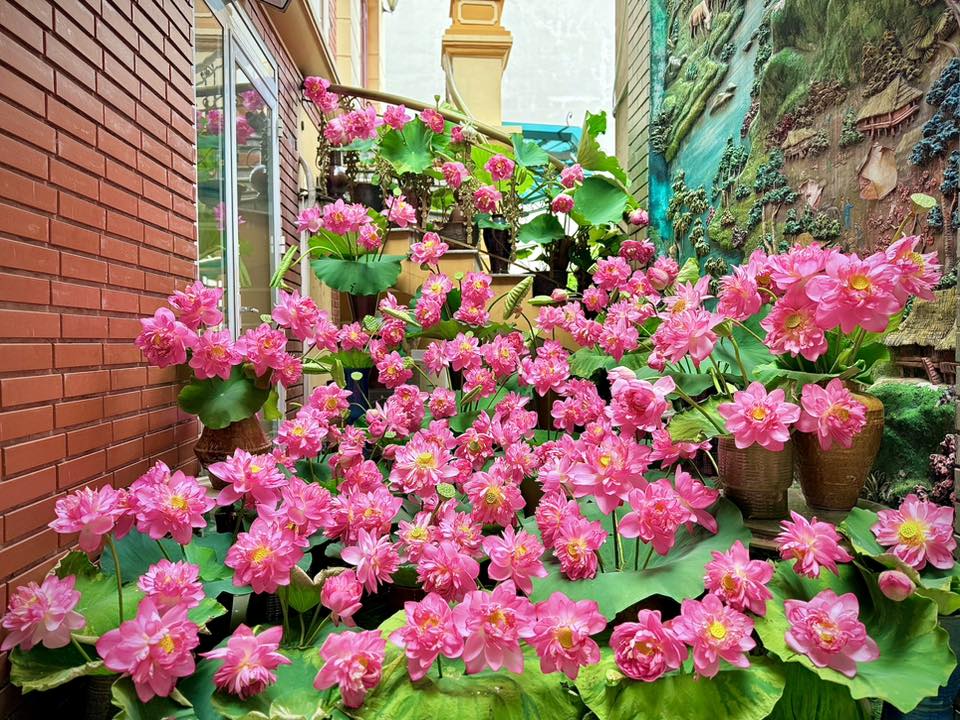 Người phụ nữ cắm hoa sen khắp cầu thang, dân mạng tưởng lạc vào vườn hoa Người phụ nữ cắm hoa sen khắp cầu thang, dân mạng tưởng lạc vào vườn hoa