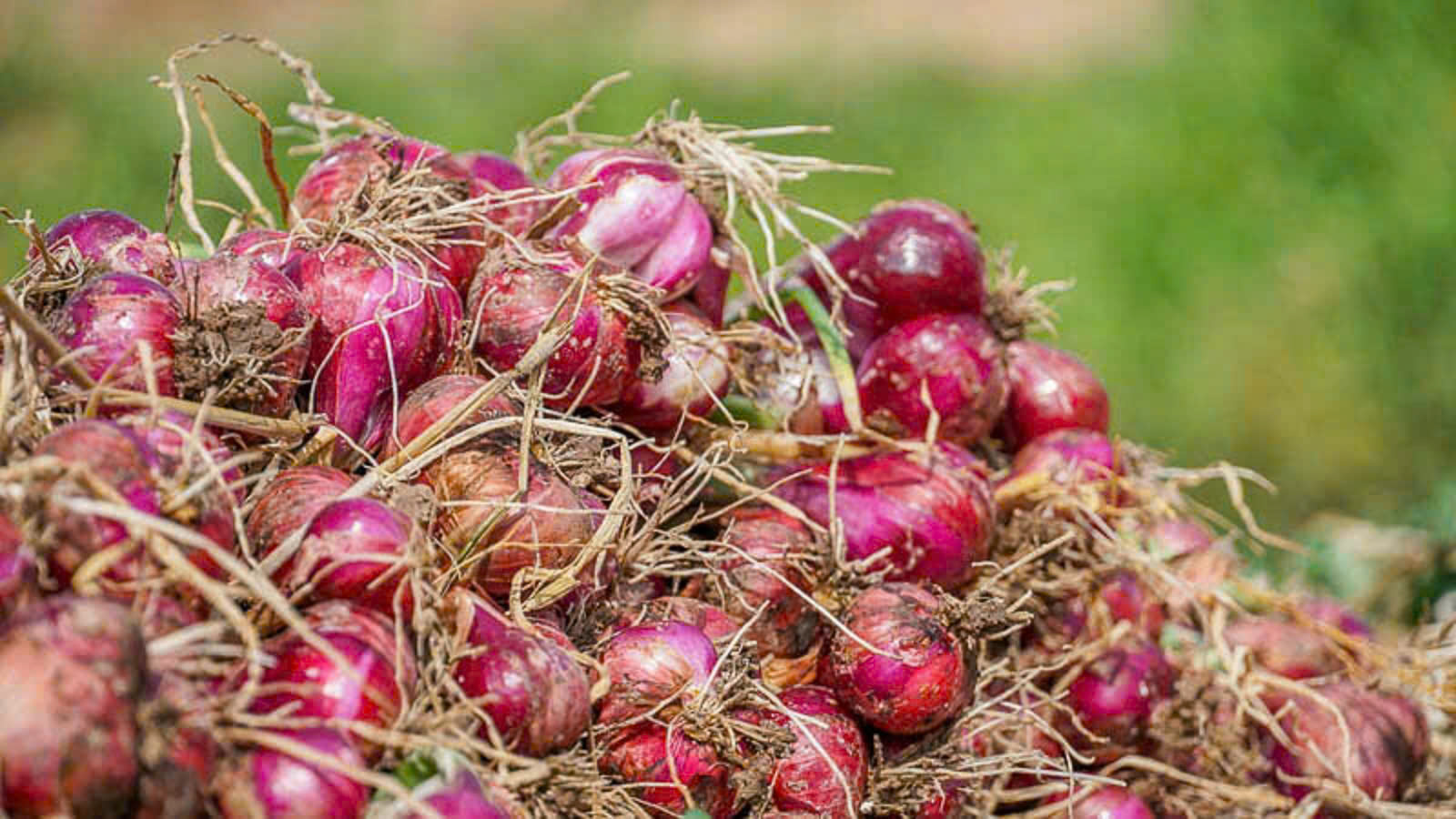 Nông dân 'đổi đời' nhờ trồng củ cải và hành tím trên đất giồng cát- Ảnh 6. Nông dân 'đổi đời' nhờ trồng củ cải và hành tím trên đất giồng cát- Ảnh 6.