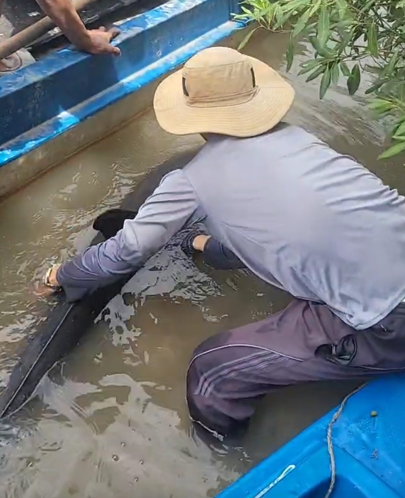 Ngư dân Cà Mau giải cứu cá heo bị chỉa đâm trên sông Gành Hào - Ảnh 3.