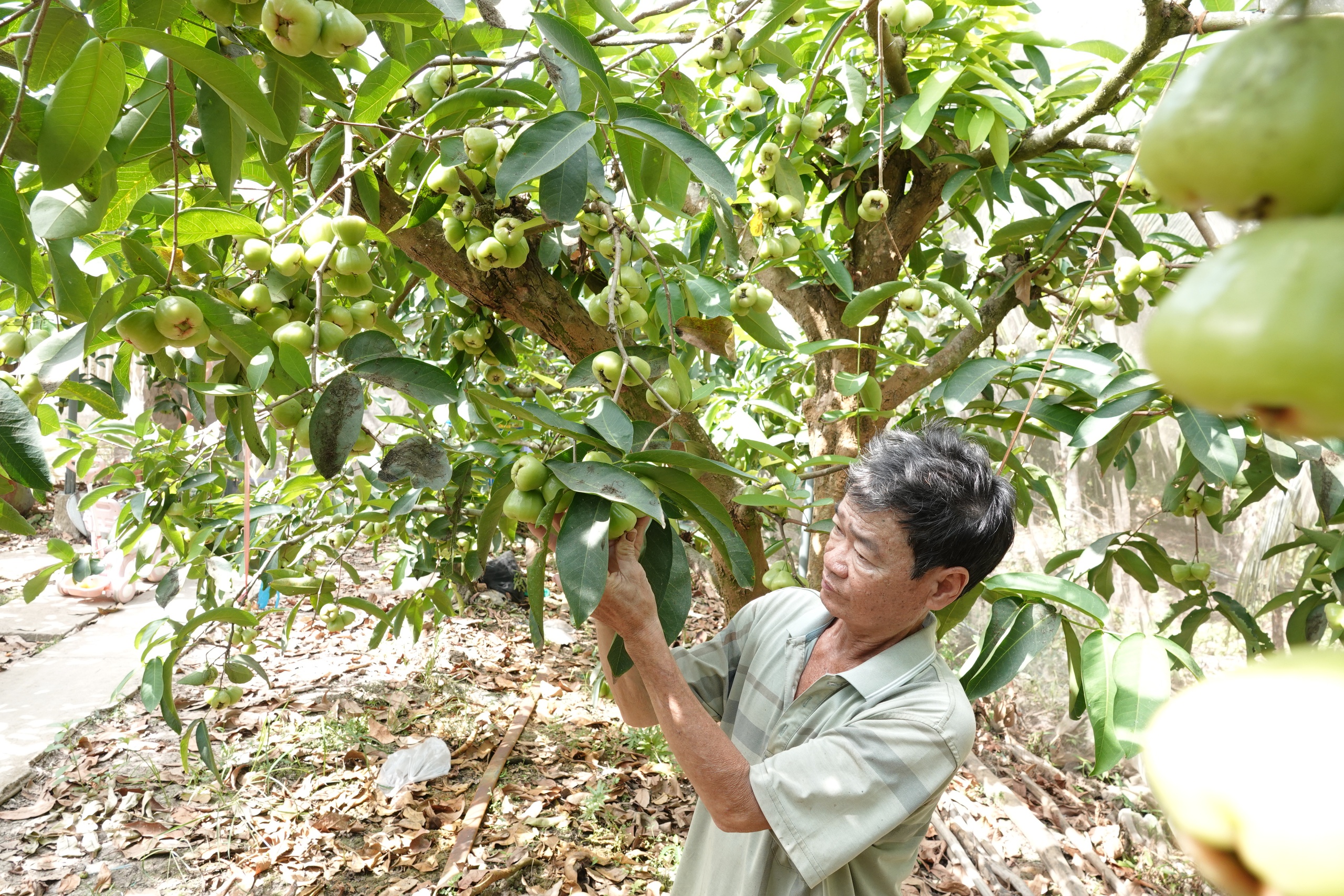 Mận xanh đường 'hồi sinh', nhà vườn miền Tây thu nhập hàng trăm triệu đồng/năm- Ảnh 2. Mận xanh đường 'hồi sinh', nhà vườn miền Tây thu nhập hàng trăm triệu đồng/năm- Ảnh 2.