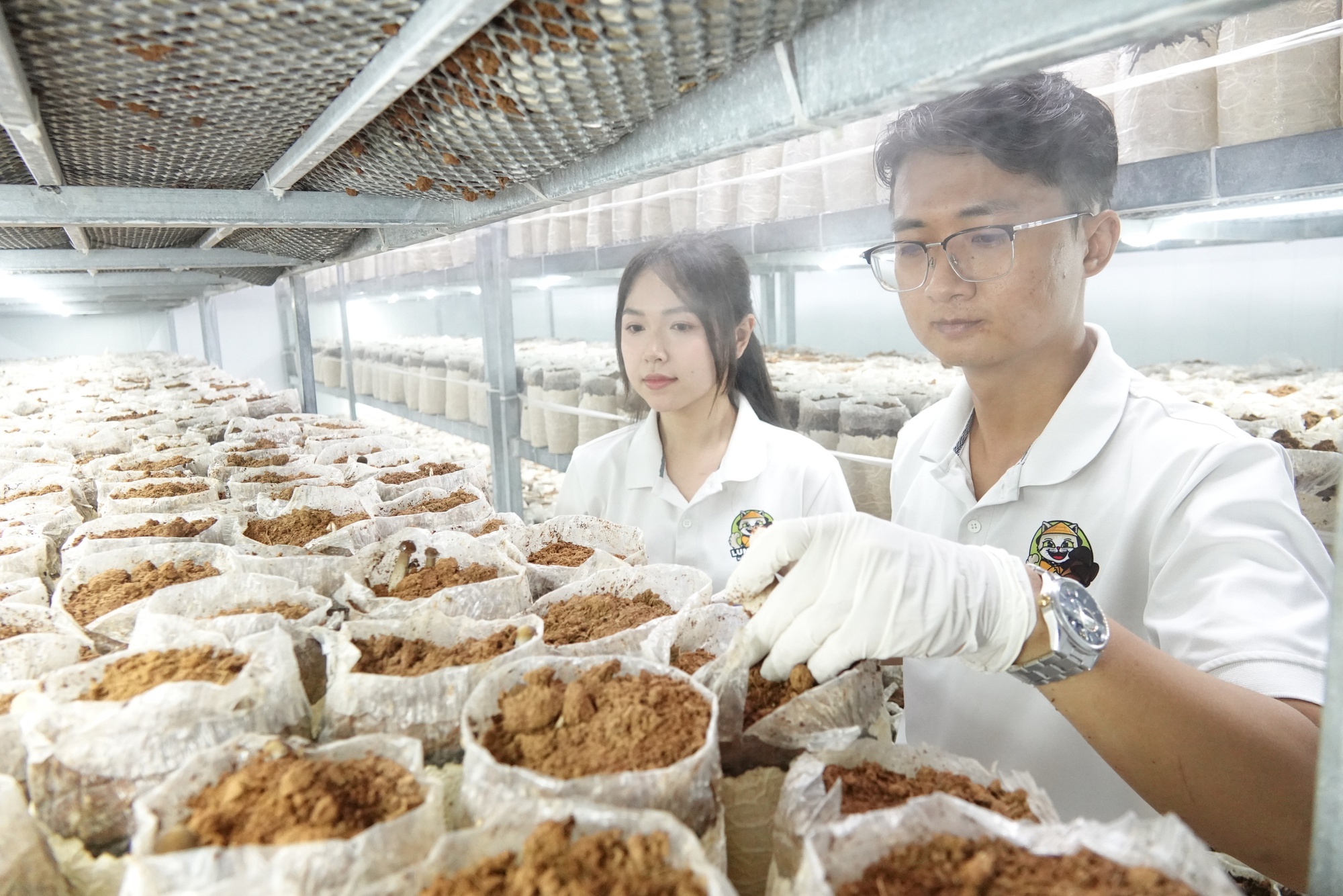 Chàng trai thu lãi hàng trăm triệu đồng nhờ nấm mối đen- Ảnh 4.