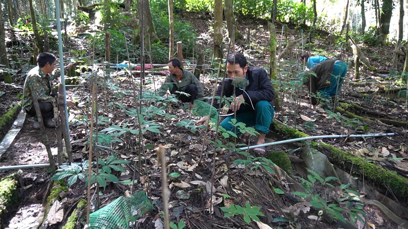 Vụ cấp mã vùng trồng sâm Ngọc Linh: Sơ xuất trong làm văn bản- Ảnh 2. Vụ cấp mã vùng trồng sâm Ngọc Linh: Sơ xuất trong làm văn bản- Ảnh 2.