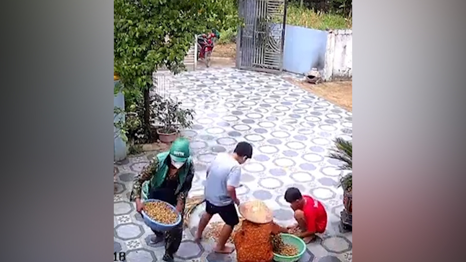Đi giao hàng gặp trời mưa, shipper gom đậu phộng đang phơi giúp chủ nhà Đi giao hàng gặp trời mưa, shipper gom đậu phộng đang phơi giúp chủ nhà