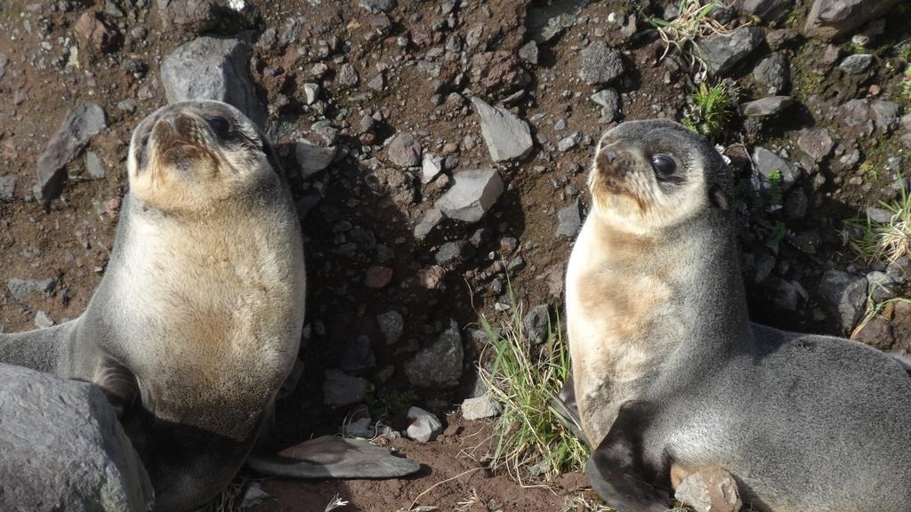 Khám phá Tristan da Cunha - hòn đảo xa xôi nhất thế giới - Ảnh 9.
