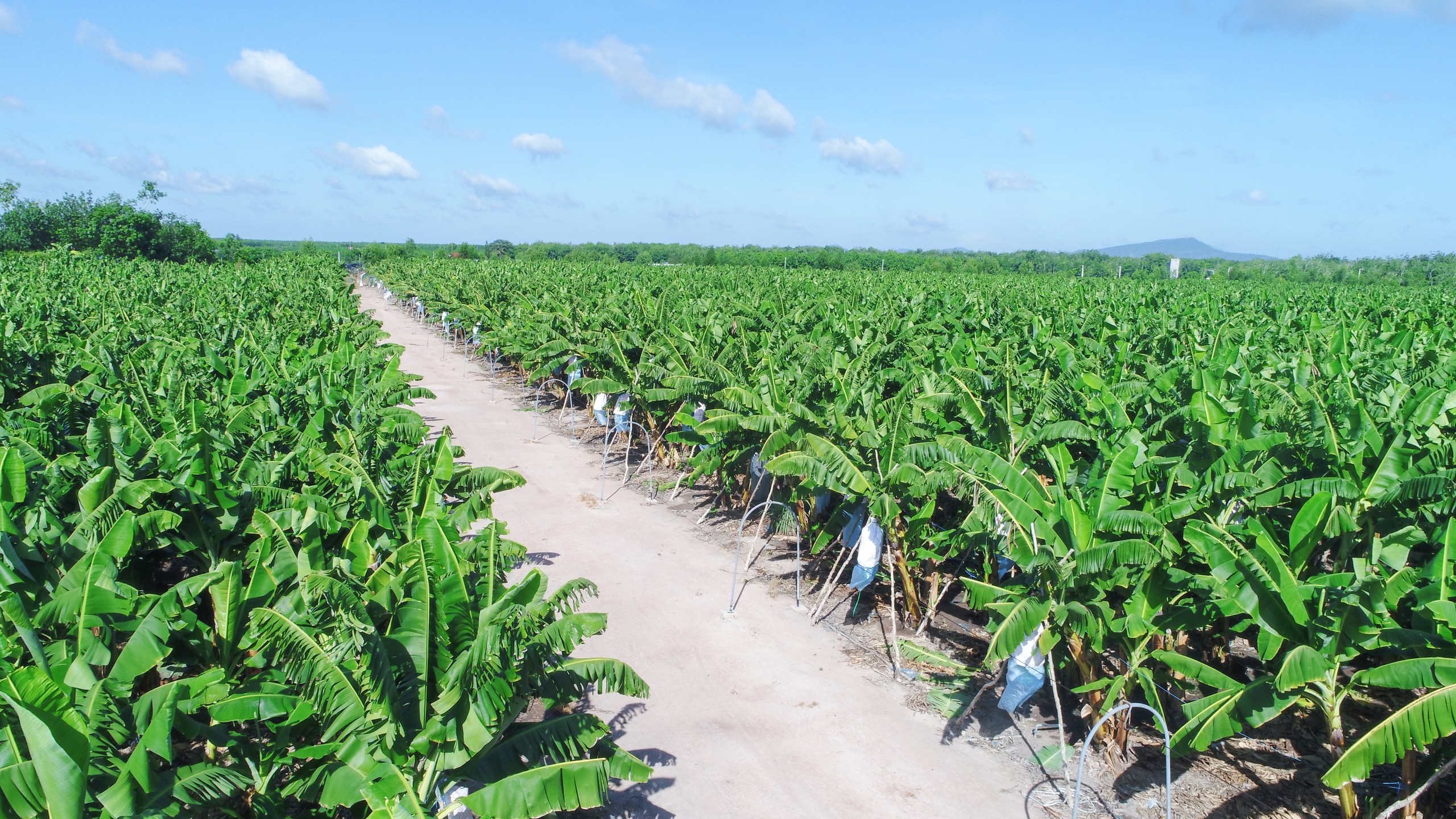 VRG tăng tốc phát triển, tối ưu nguồn lực- Ảnh 2.