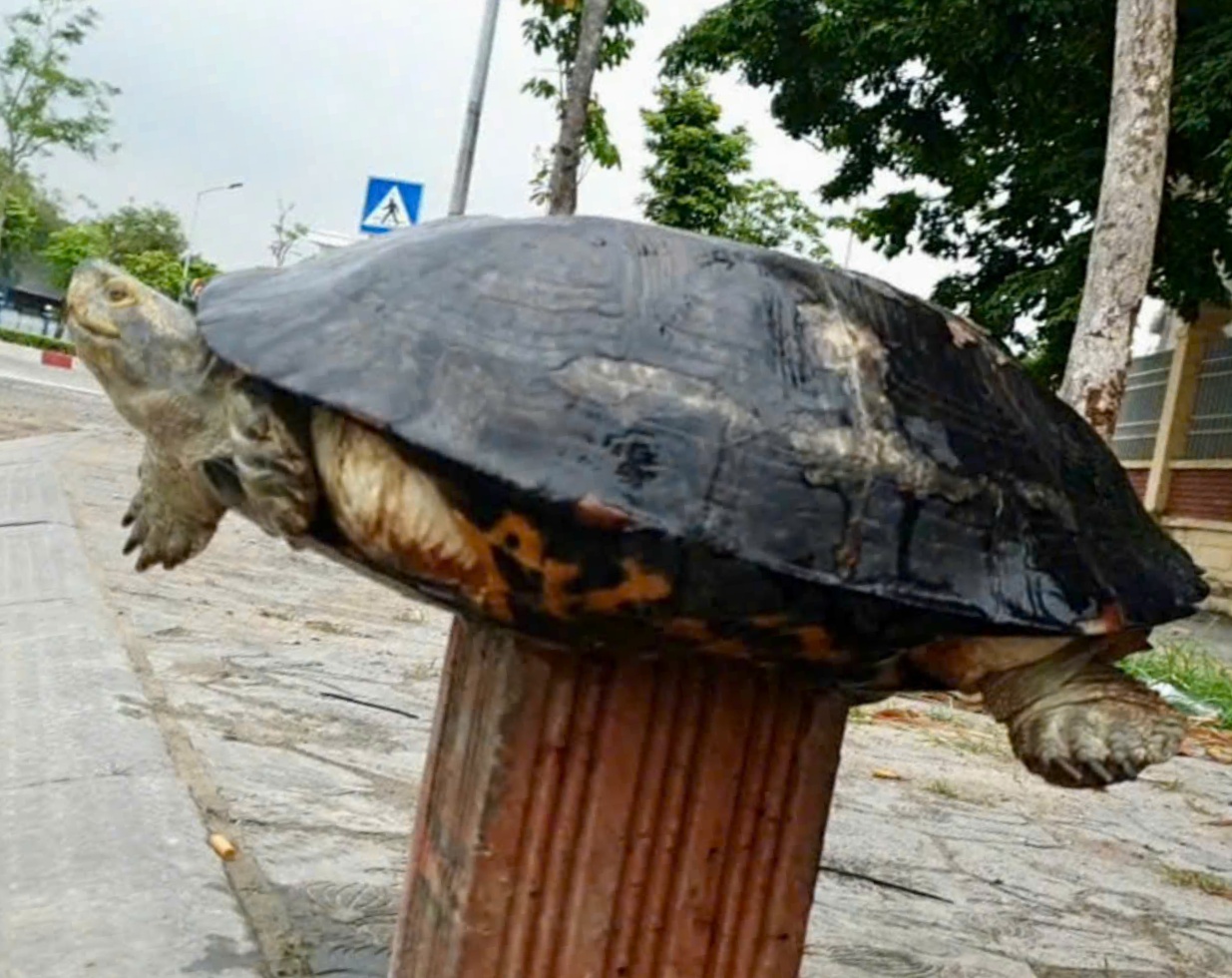 Rùa trong sách Đỏ được bày bán ở vỉa hè Hải Dương- Ảnh 2.