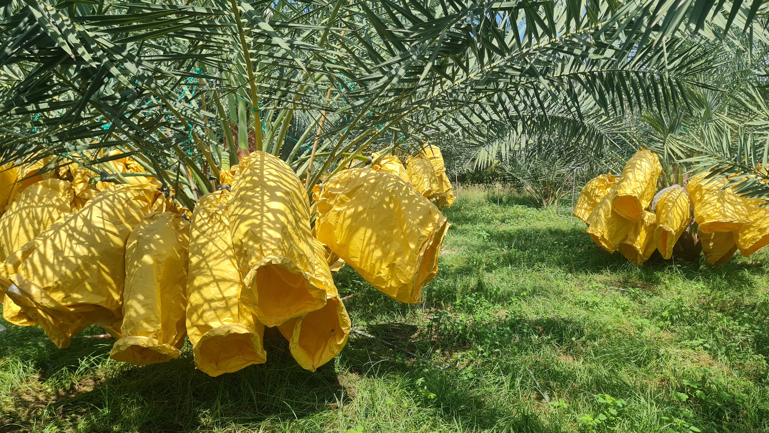 Vườn chà là tiền tỉ tuyệt đẹp ở Ninh Thuận- Ảnh 1. Vườn chà là tiền tỉ tuyệt đẹp ở Ninh Thuận- Ảnh 1.