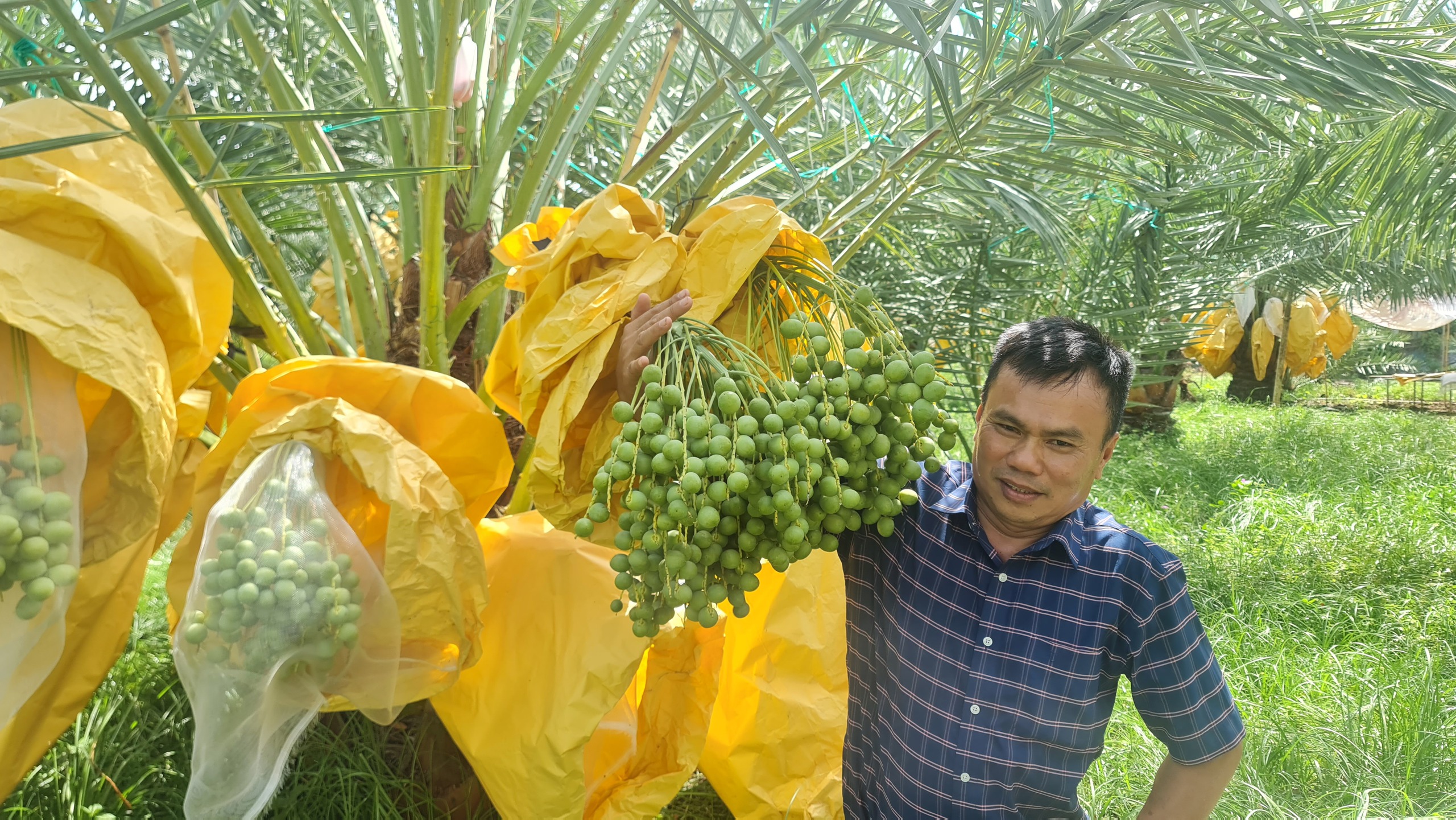 Vườn chà là tiền tỉ tuyệt đẹp ở Ninh Thuận- Ảnh 3. Vườn chà là tiền tỉ tuyệt đẹp ở Ninh Thuận- Ảnh 3.