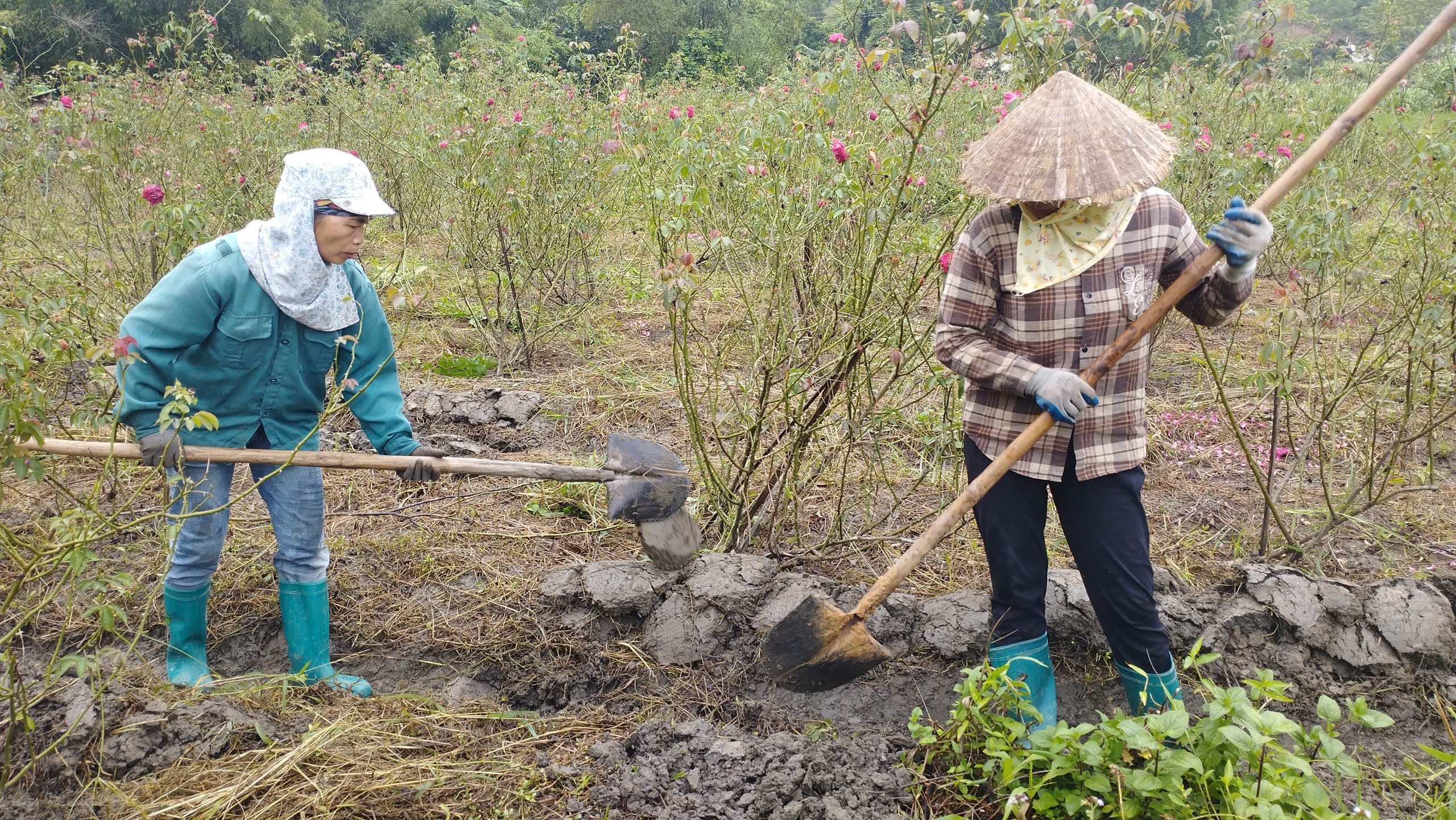 Cùng sống xanh số 112: Dùng giải pháp vi sinh biến vườn hồng ngập trong bão Yagi thành món vang hút khách- Ảnh 2.