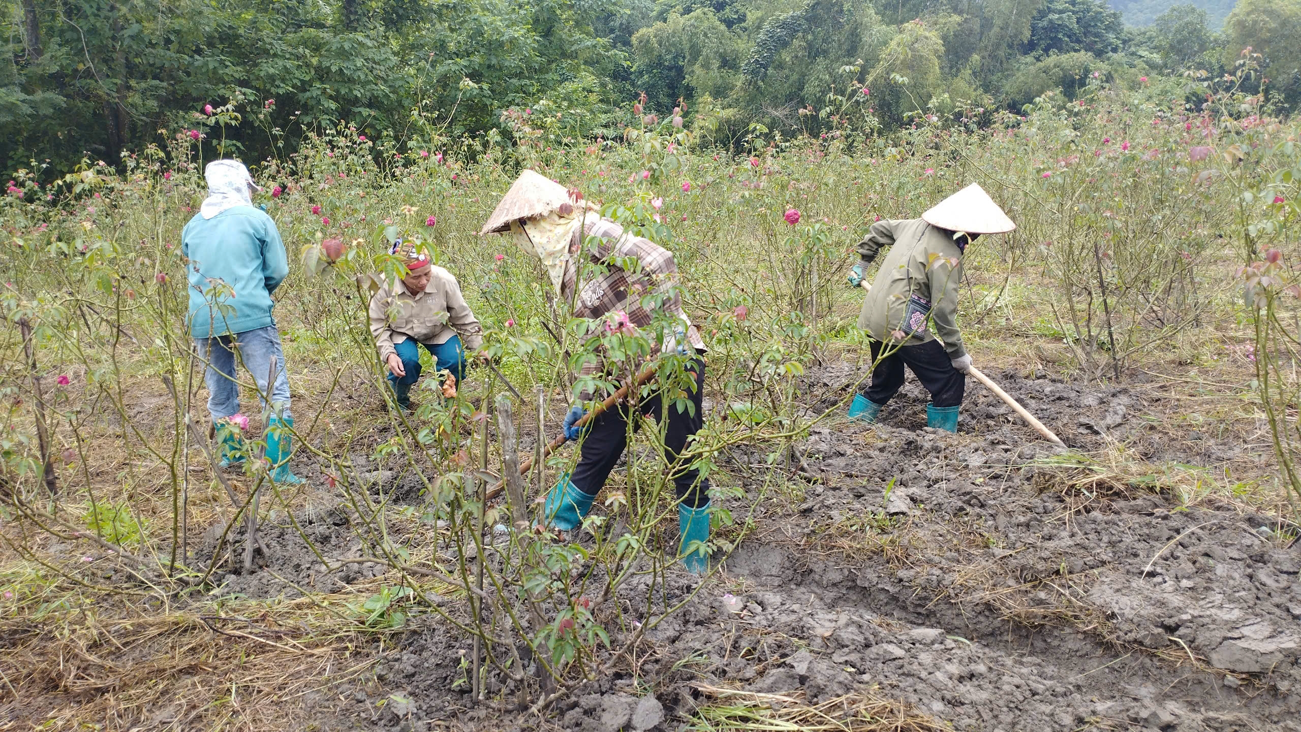 Cùng sống xanh số 112: Dùng giải pháp vi sinh biến vườn hồng ngập trong bão Yagi thành món vang hút khách- Ảnh 3.