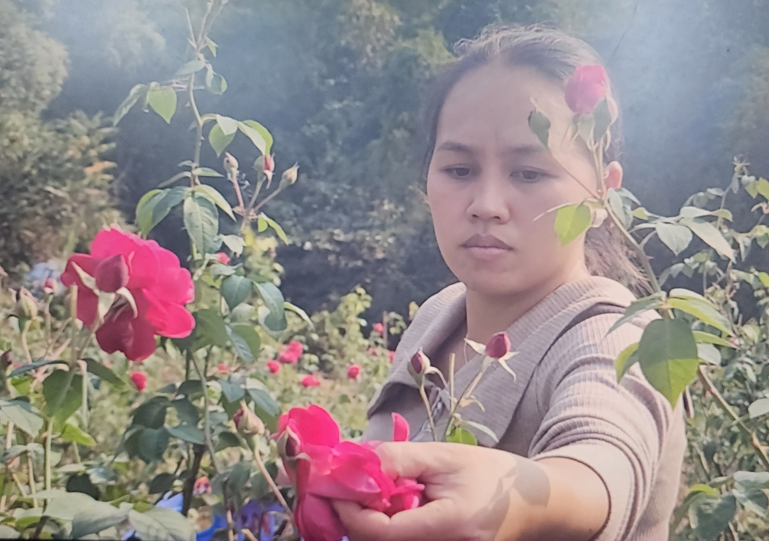 Cùng sống xanh số 112: Dùng giải pháp vi sinh biến vườn hồng ngập trong bão Yagi thành món vang hút khách
